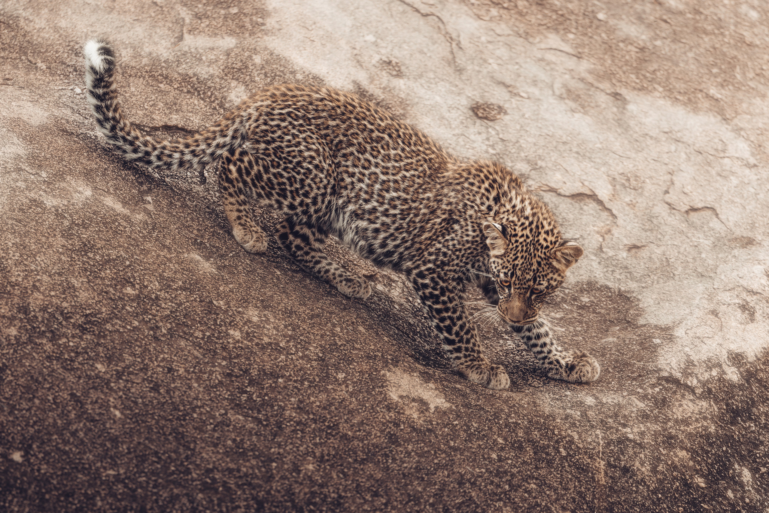 Wild Africa. Фотограф Дикой природы, пейзажа и спорта. Pavel Che