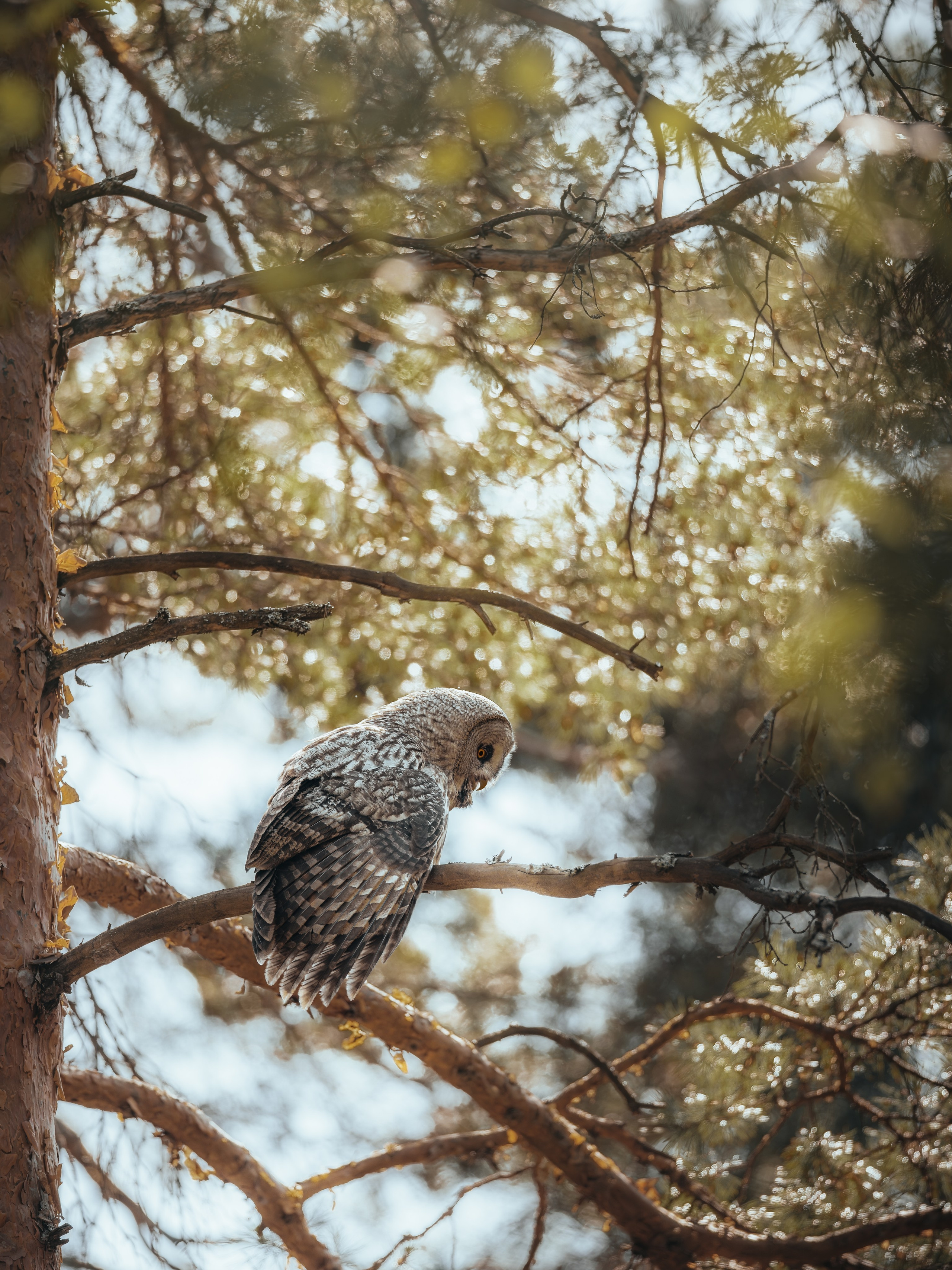 Wild Russia. Фотограф Дикой природы, пейзажа и спорта. Pavel Che