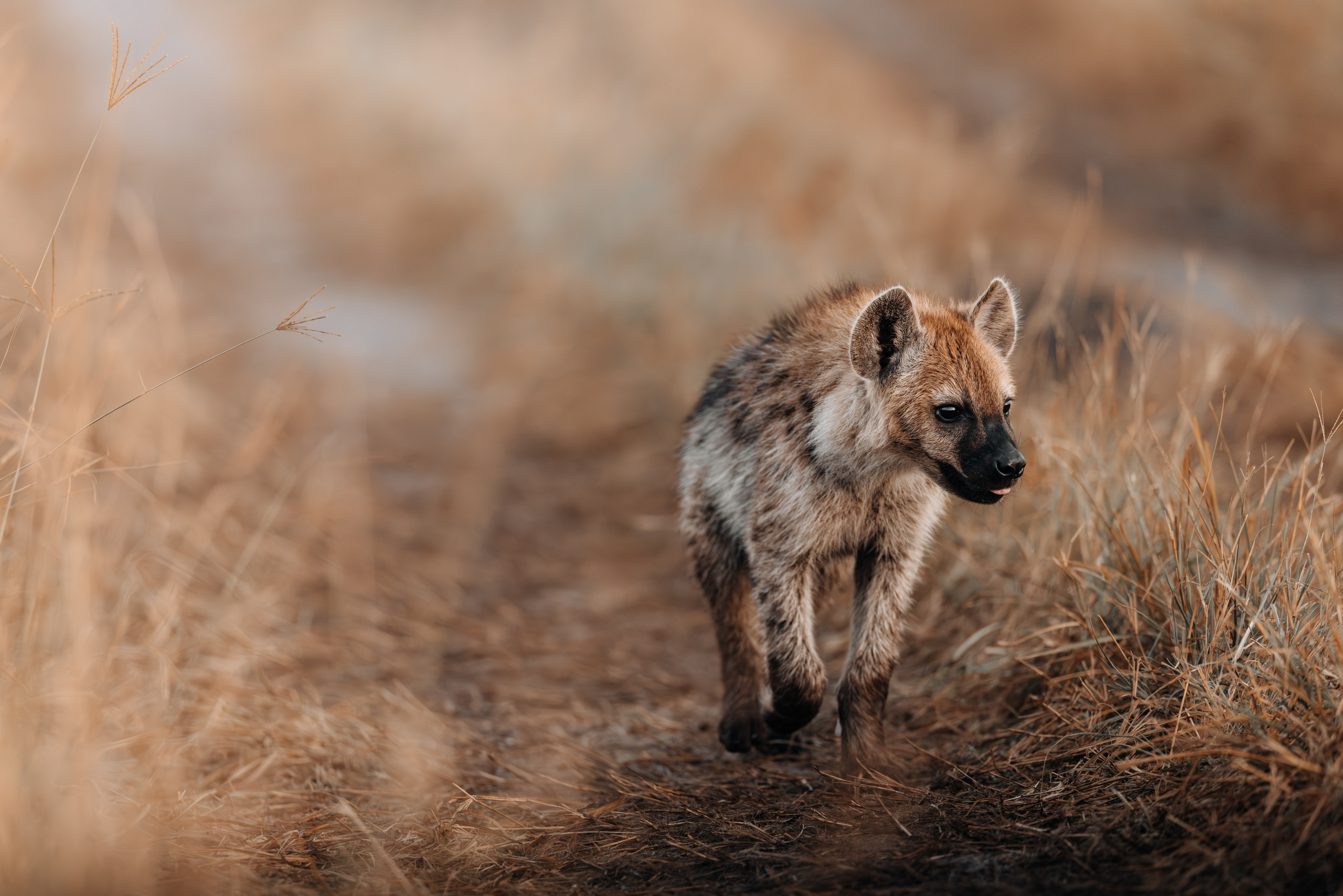 Wild Africa. Фотограф Дикой природы, пейзажа и спорта. Pavel Che