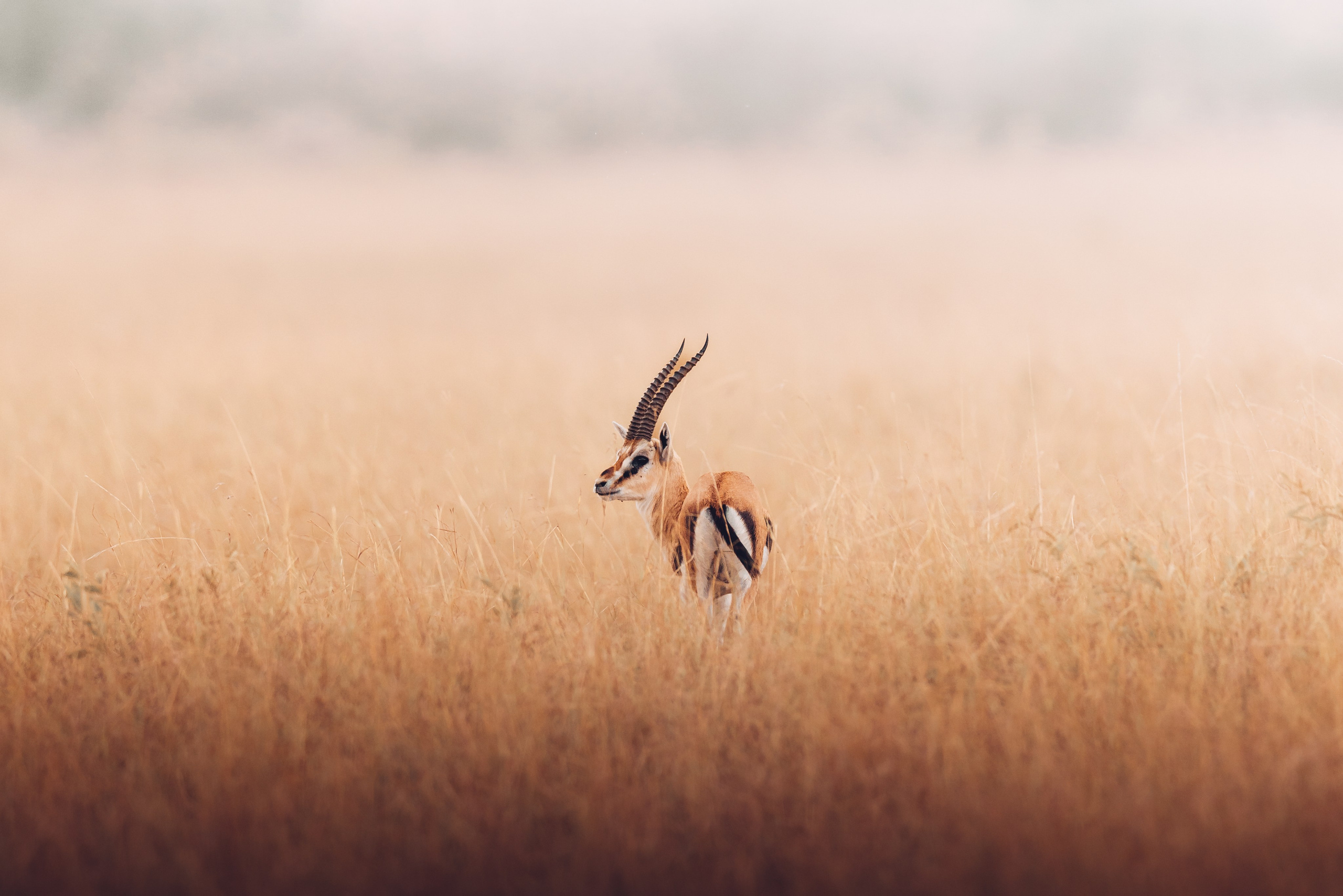 Wild Africa. Фотограф Дикой природы, пейзажа и спорта. Pavel Che