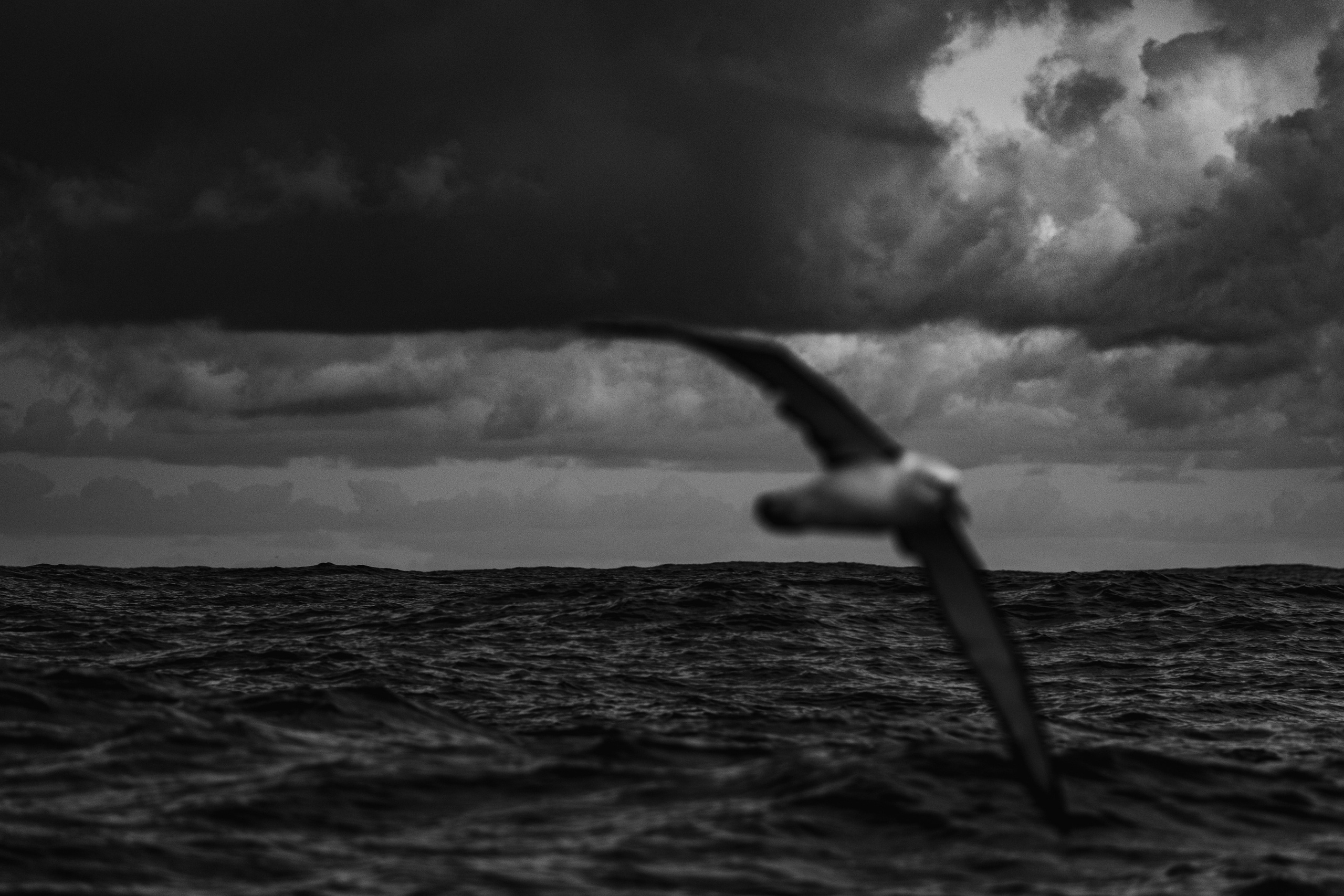Wildlife in black and white. Фотограф Дикой природы, пейзажа и спорта. Pavel Che