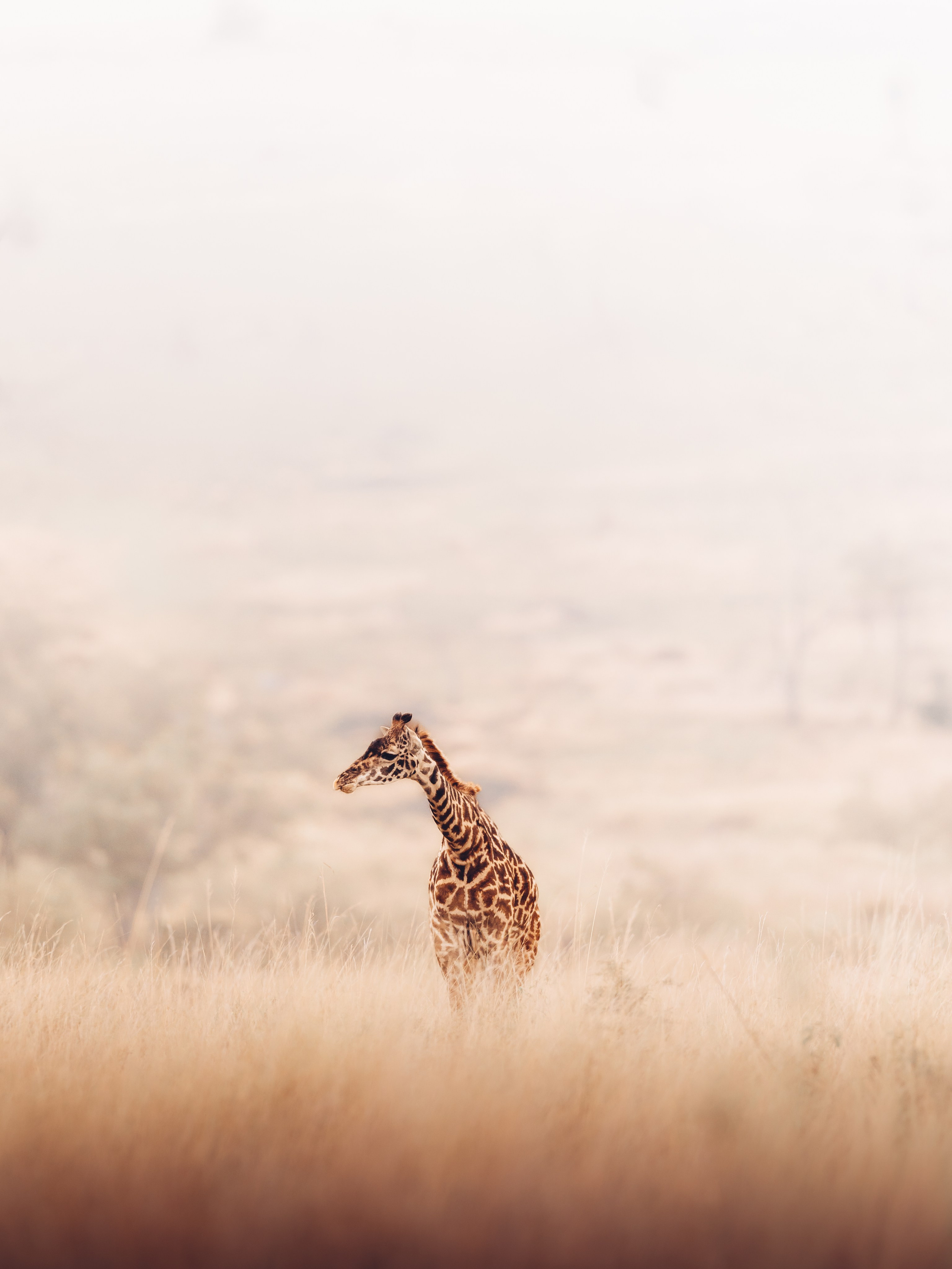 Wild Africa. Фотограф Дикой природы, пейзажа и спорта. Pavel Che