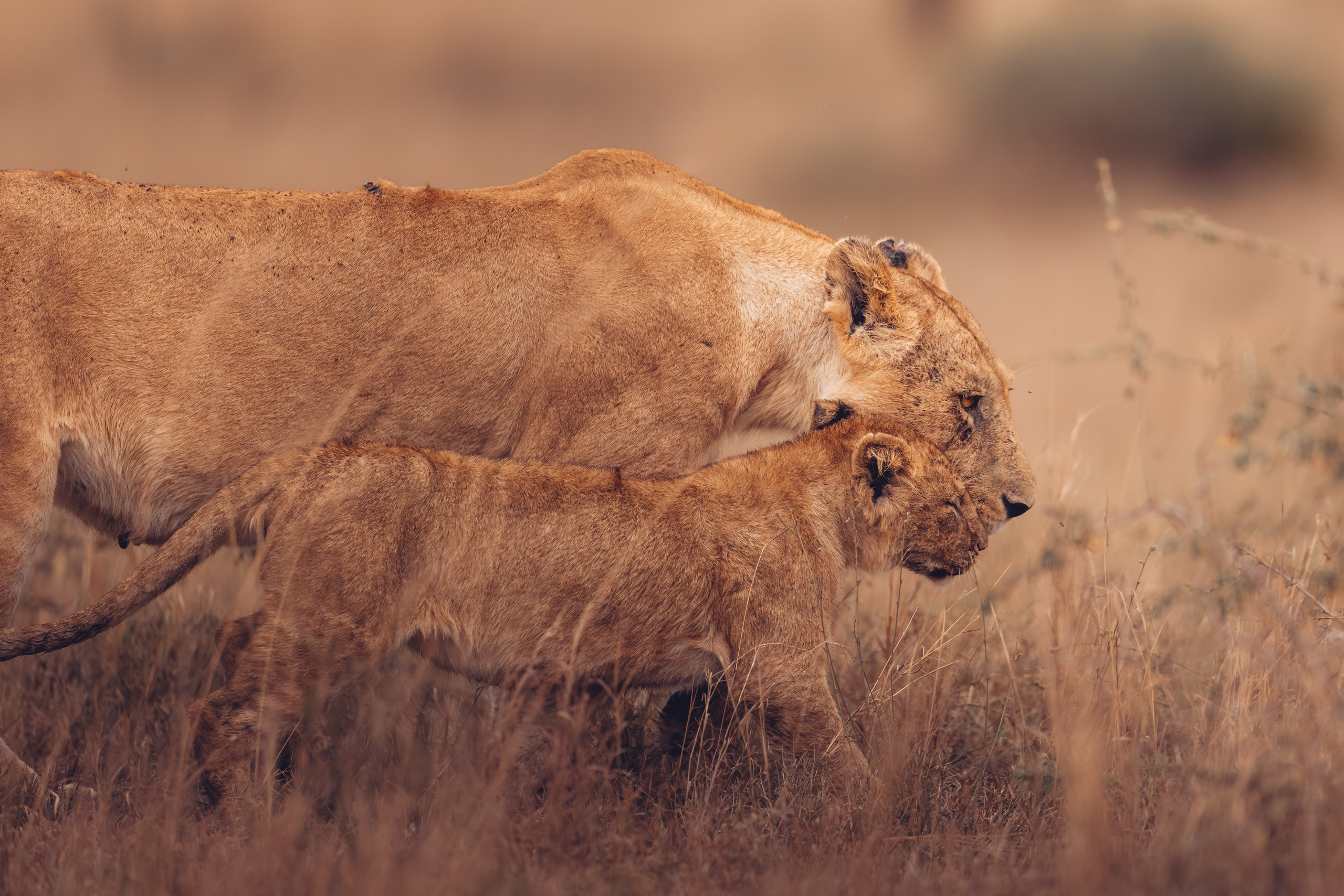 Wild Africa. Фотограф Дикой природы, пейзажа и спорта. Pavel Che
