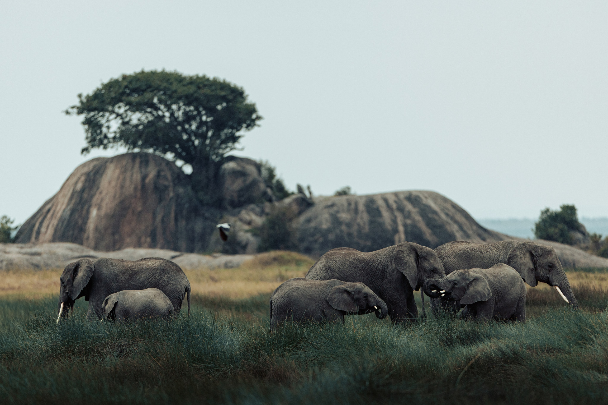 Wild Africa. Фотограф Дикой природы, пейзажа и спорта. Pavel Che