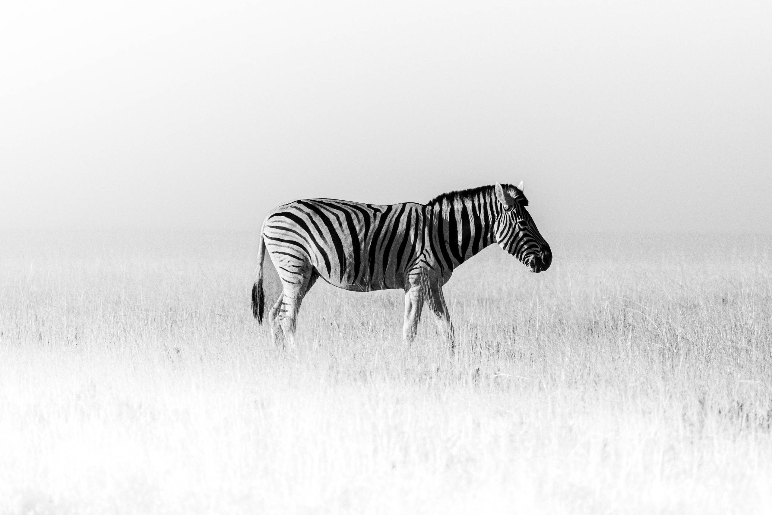 Wildlife in black and white. Фотограф Дикой природы, пейзажа и спорта. Pavel Che