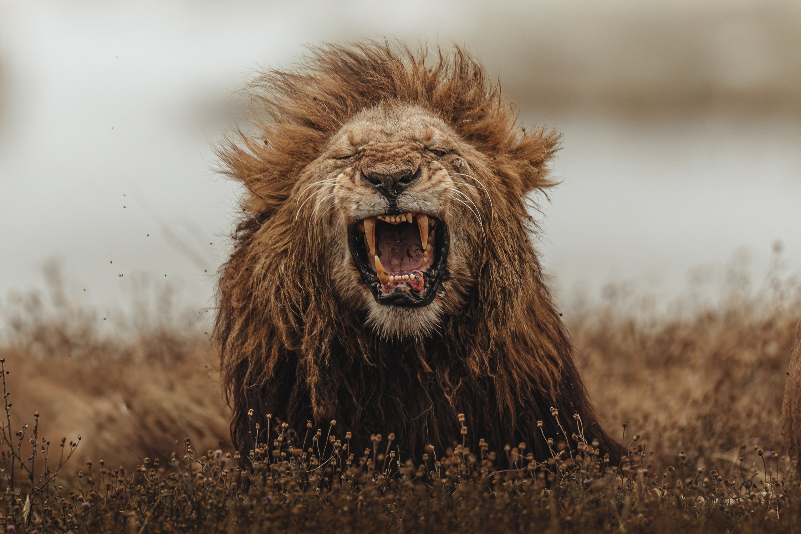 Wild Africa. Фотограф Дикой природы, пейзажа и спорта. Pavel Che