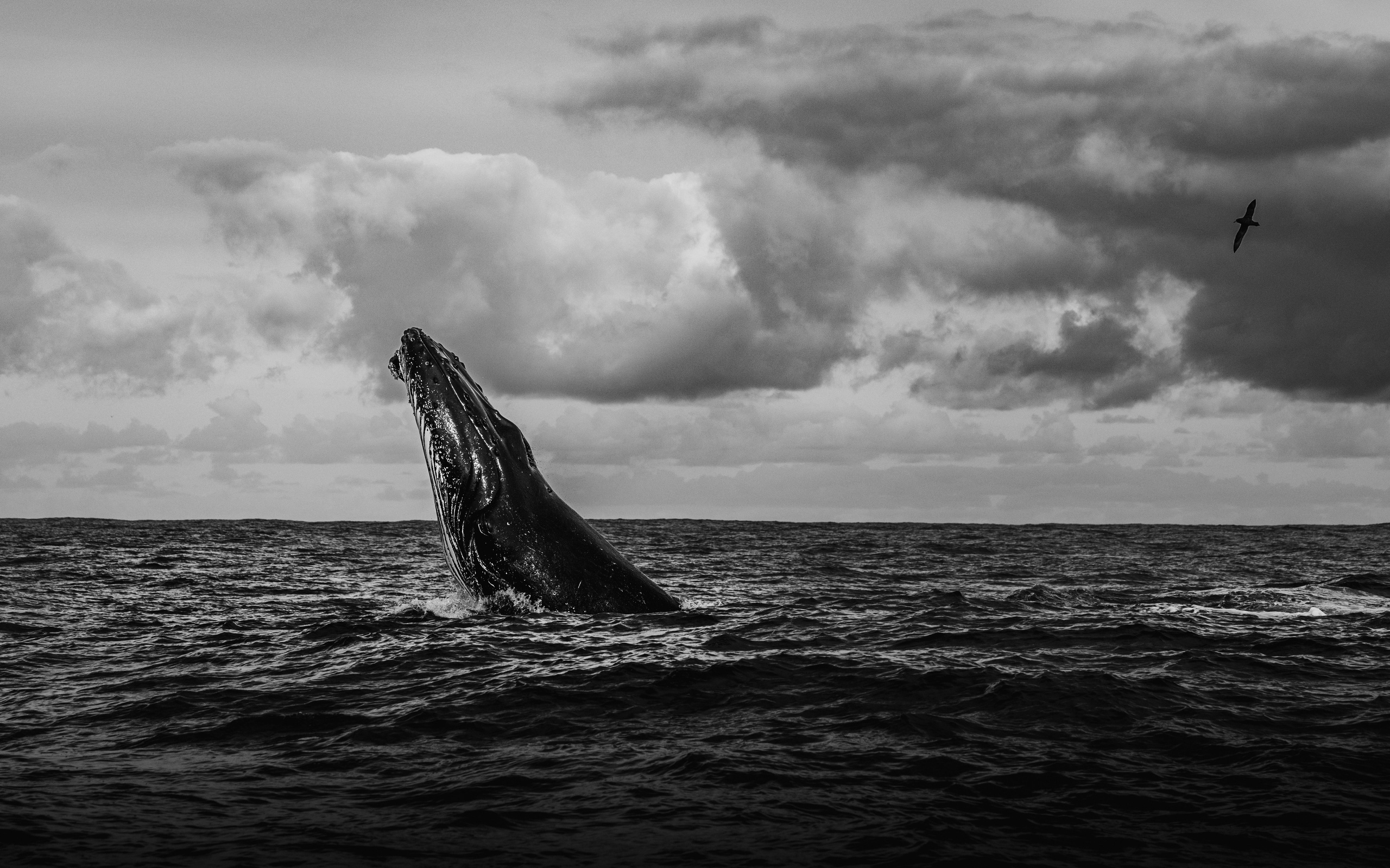 Wildlife in black and white. Фотограф Дикой природы, пейзажа и спорта. Pavel Che