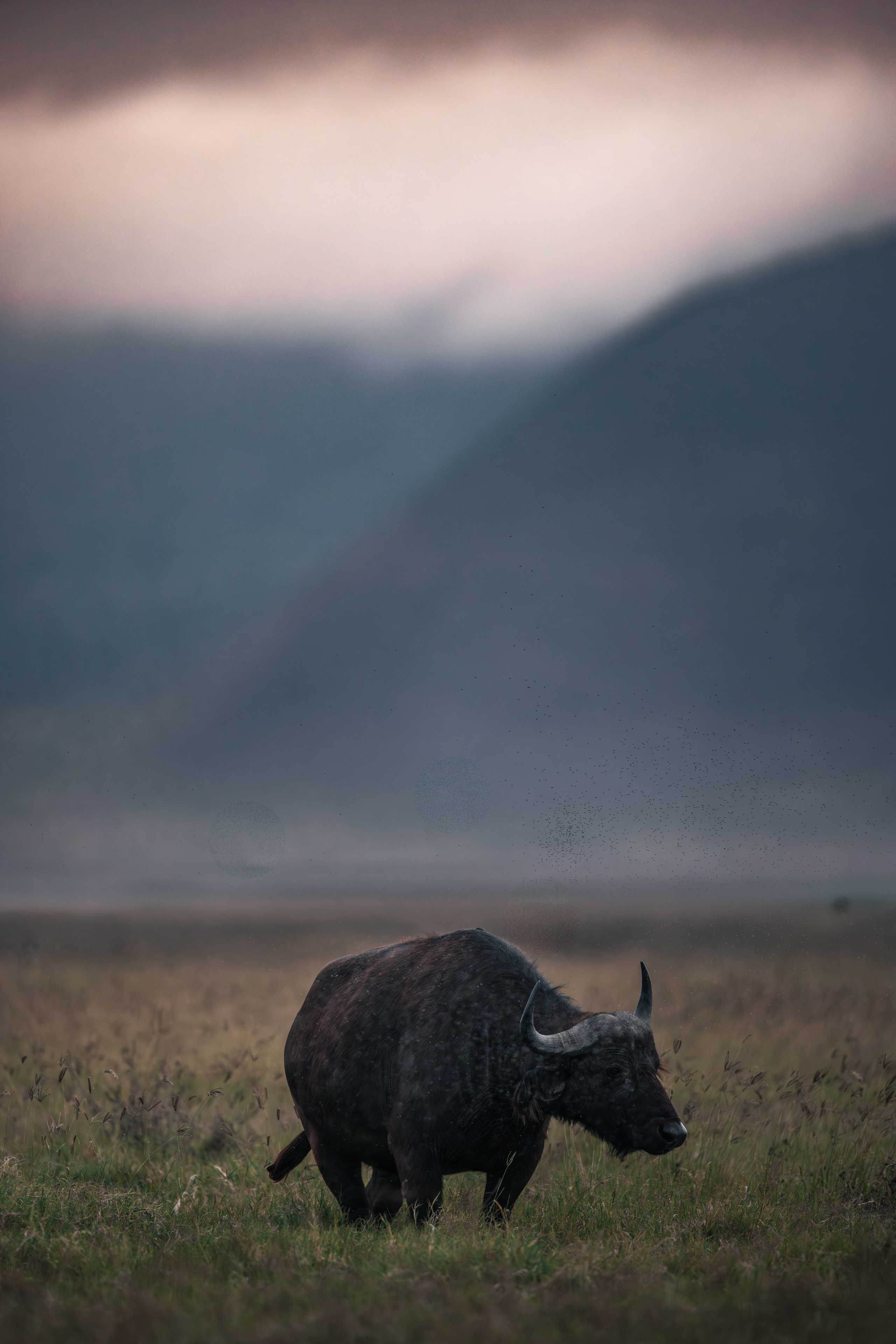 Wild Africa. Фотограф Дикой природы, пейзажа и спорта. Pavel Che
