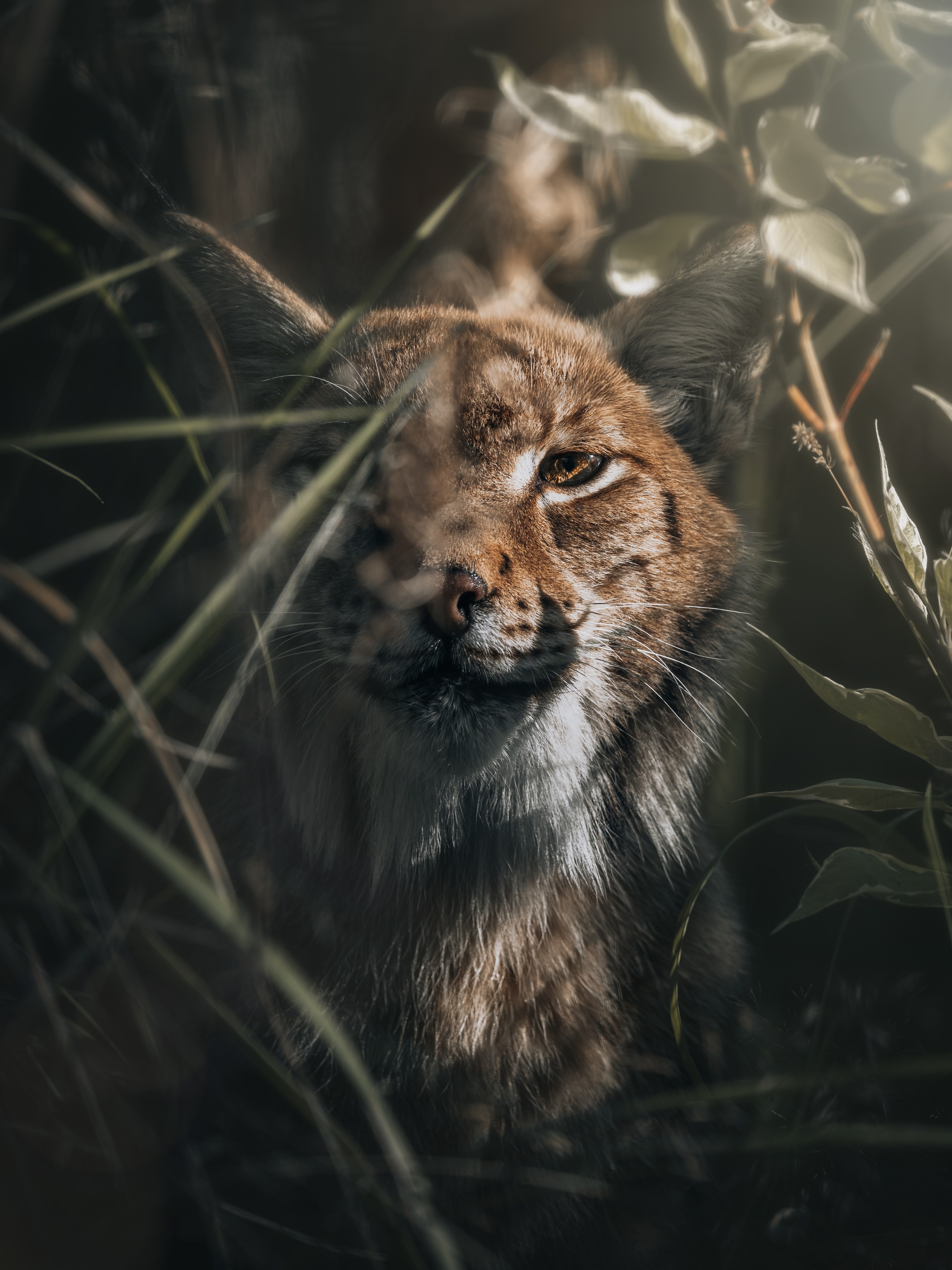 Wild Russia. Фотограф Дикой природы, пейзажа и спорта. Pavel Che