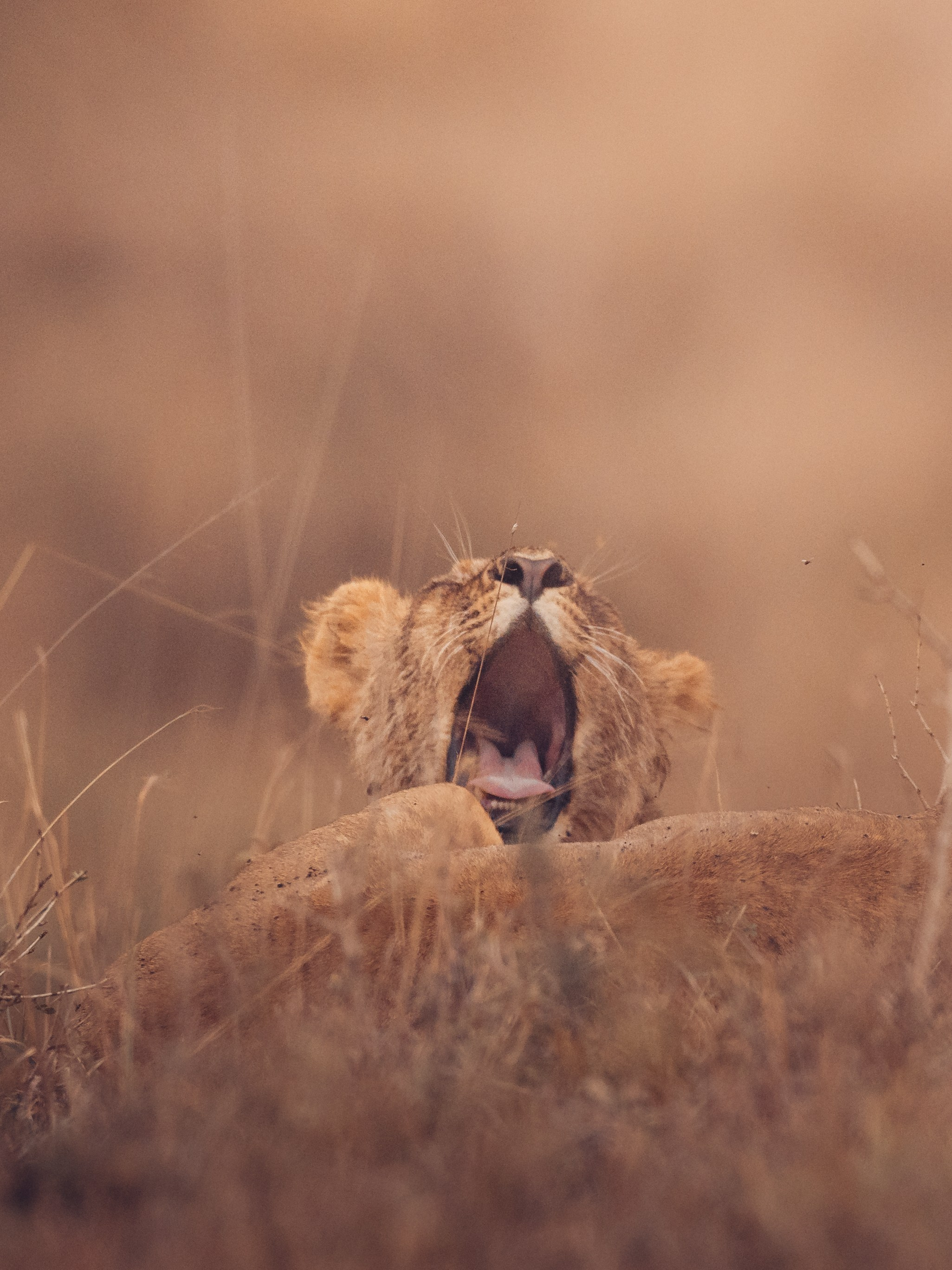 Wild Africa. Фотограф Дикой природы, пейзажа и спорта. Pavel Che
