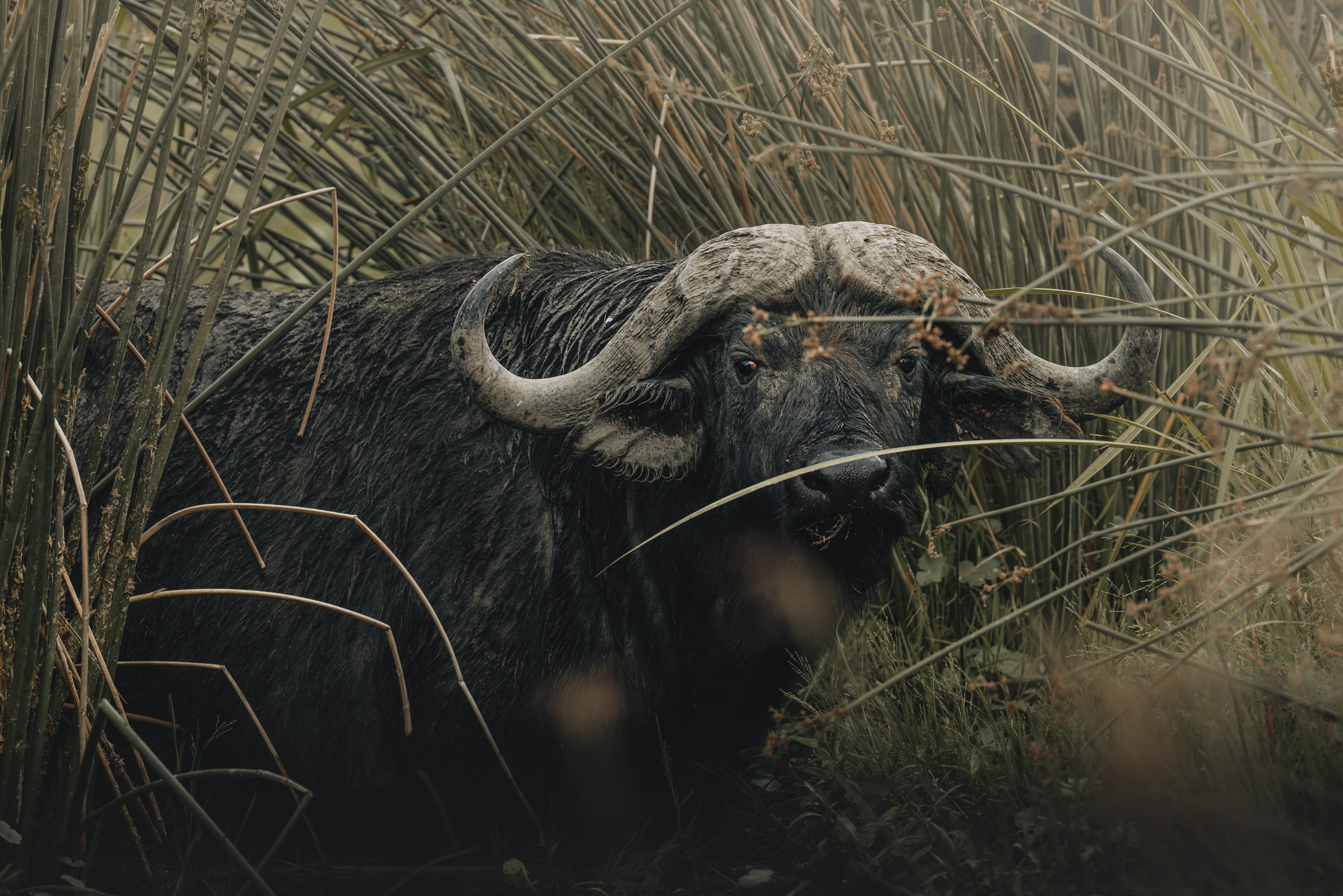Wild Africa. Фотограф Дикой природы, пейзажа и спорта. Pavel Che