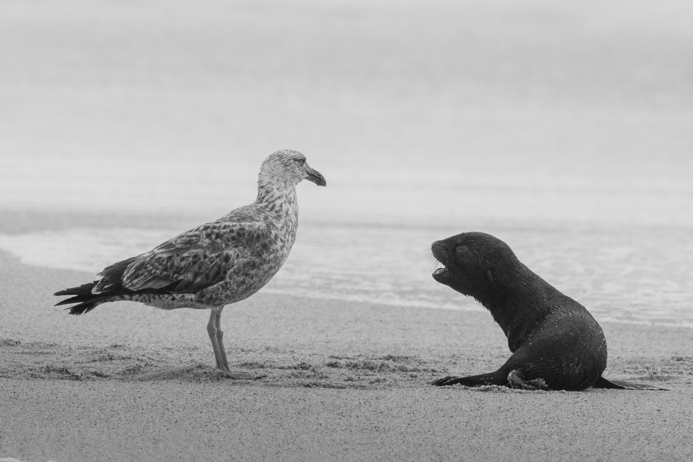 Wildlife in black and white. Фотограф Дикой природы, пейзажа и спорта. Pavel Che