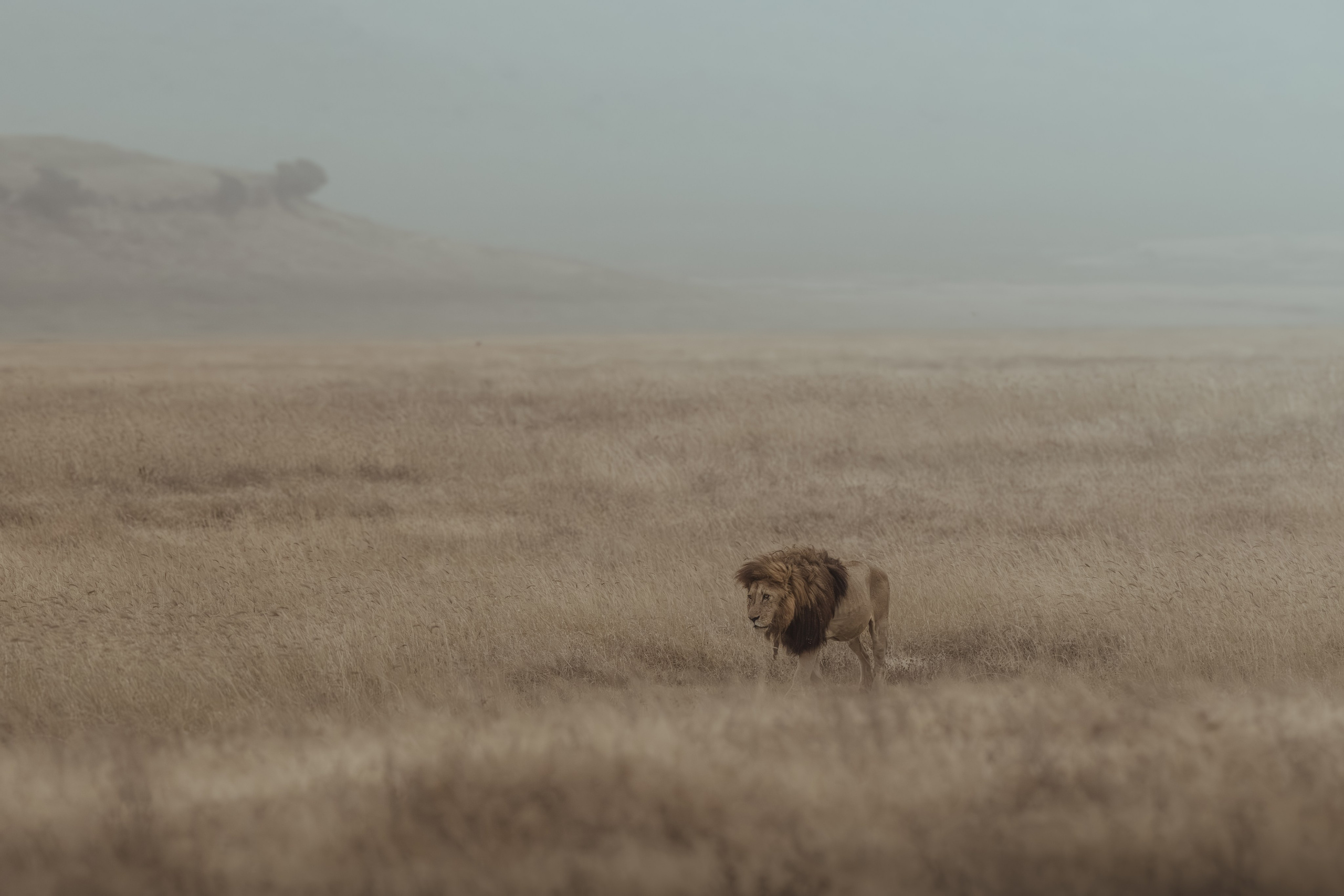 Wild Africa. Фотограф Дикой природы, пейзажа и спорта. Pavel Che