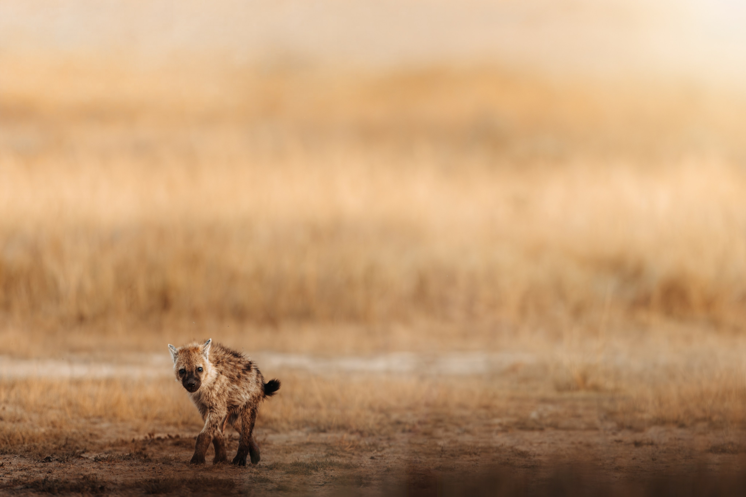 Wild Africa. Фотограф Дикой природы, пейзажа и спорта. Pavel Che