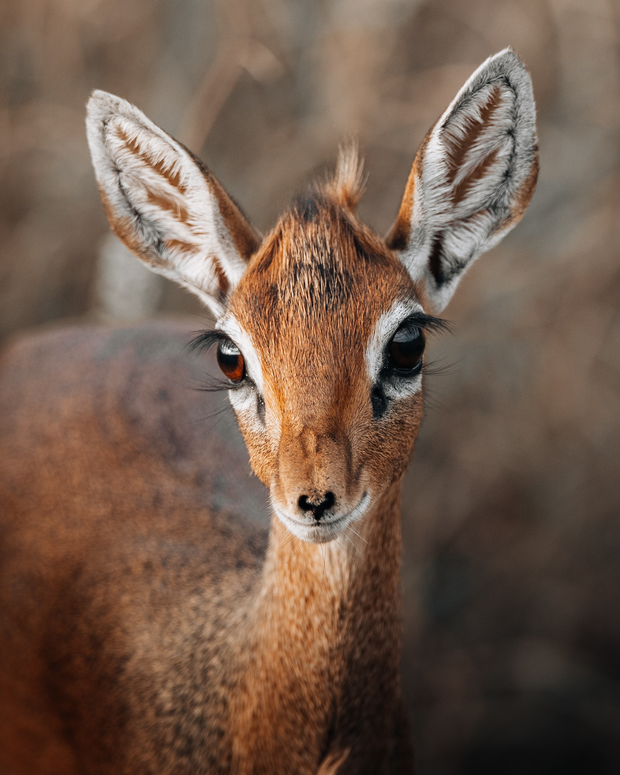 Wild Africa. Фотограф Дикой природы, пейзажа и спорта. Pavel Che