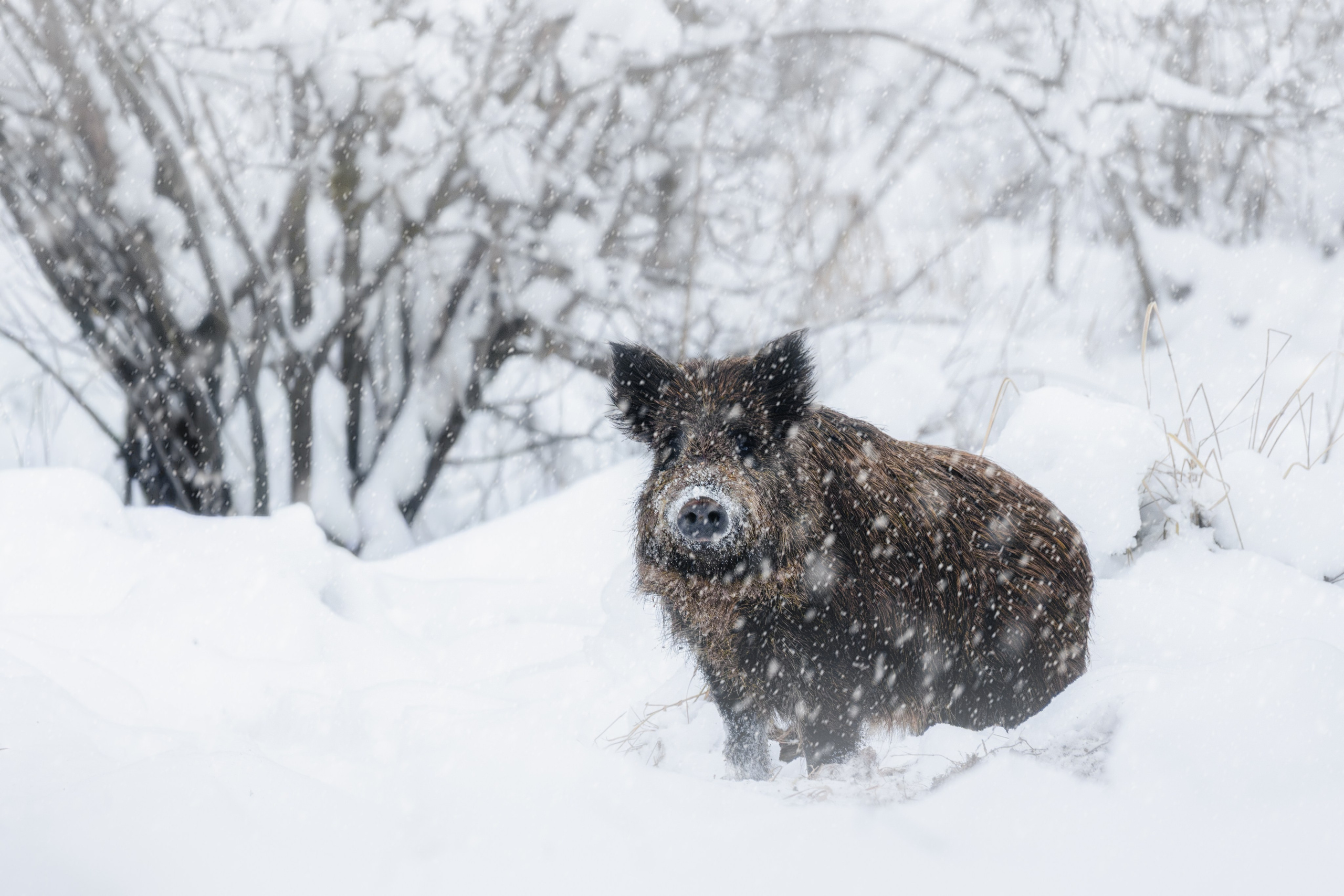 Wild Russia. Фотограф Дикой природы, пейзажа и спорта. Pavel Che