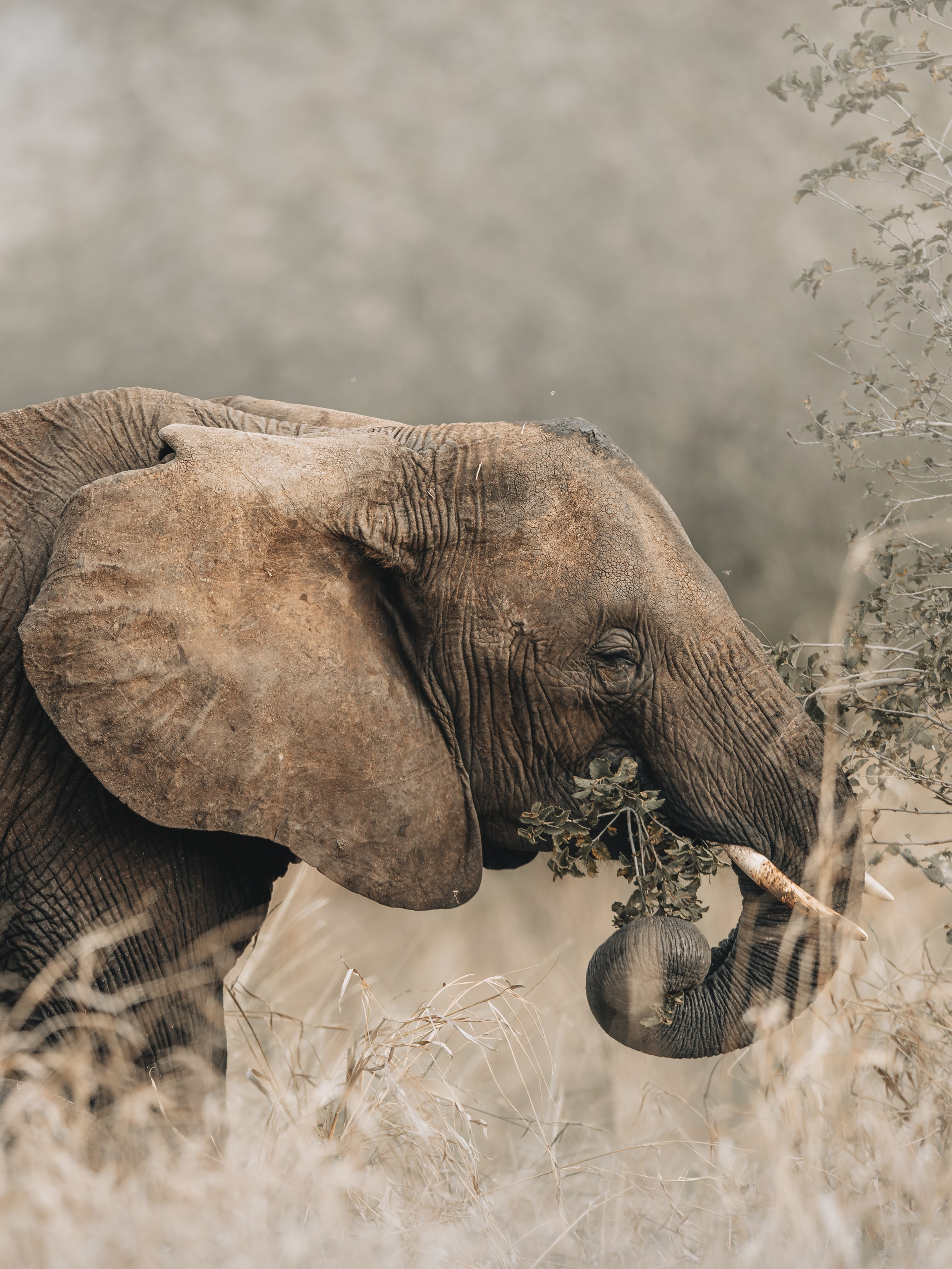 Wild Africa. Фотограф Дикой природы, пейзажа и спорта. Pavel Che