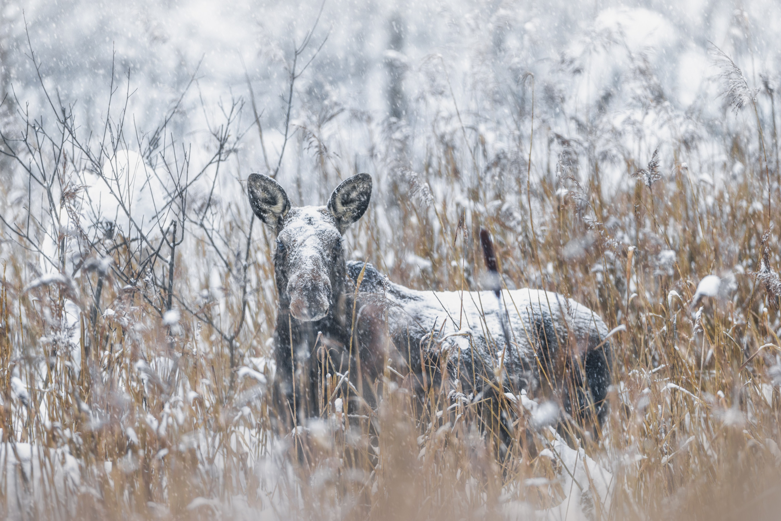 Wild Russia. Фотограф Дикой природы, пейзажа и спорта. Pavel Che