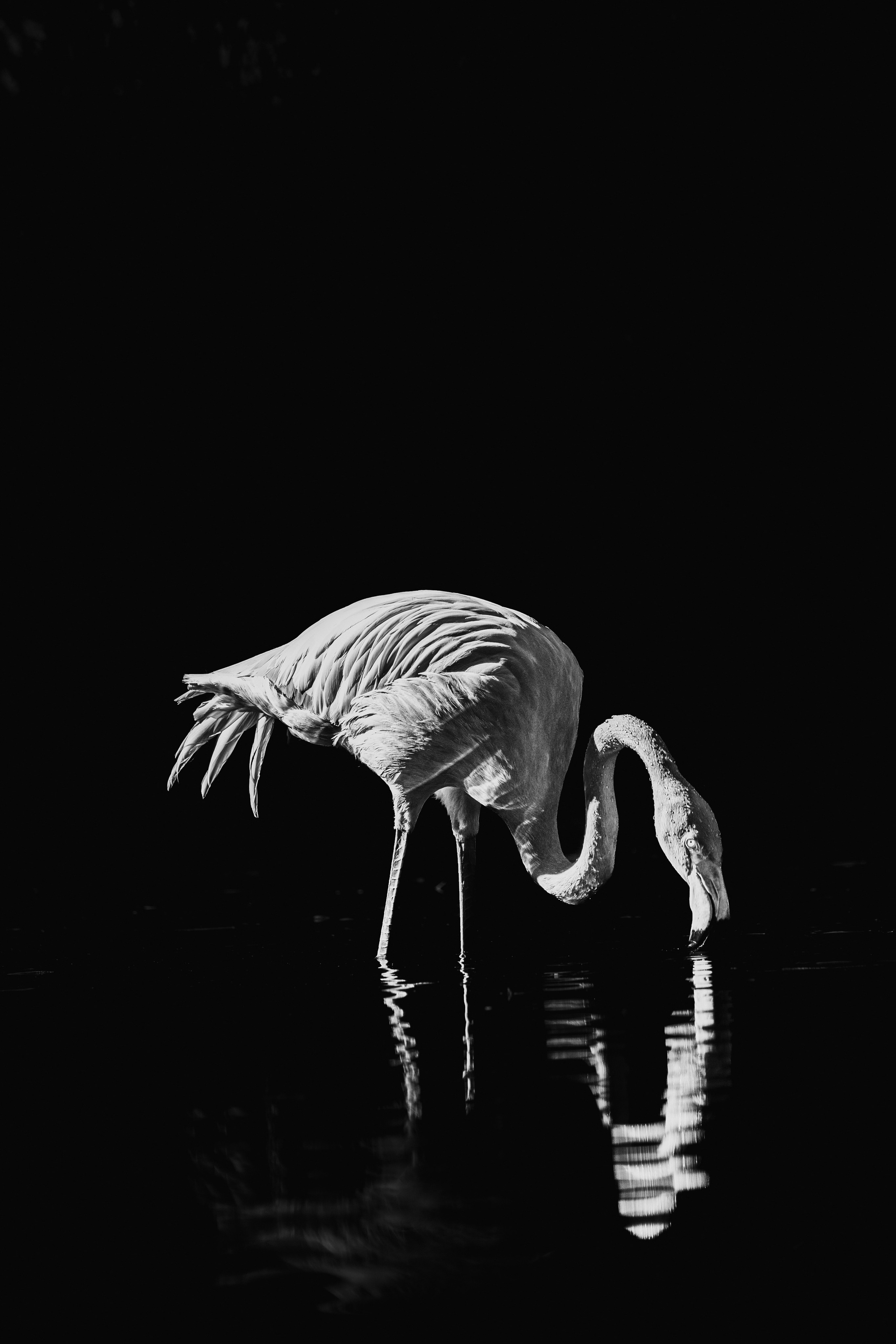 Wildlife in black and white. Фотограф Дикой природы, пейзажа и спорта. Pavel Che