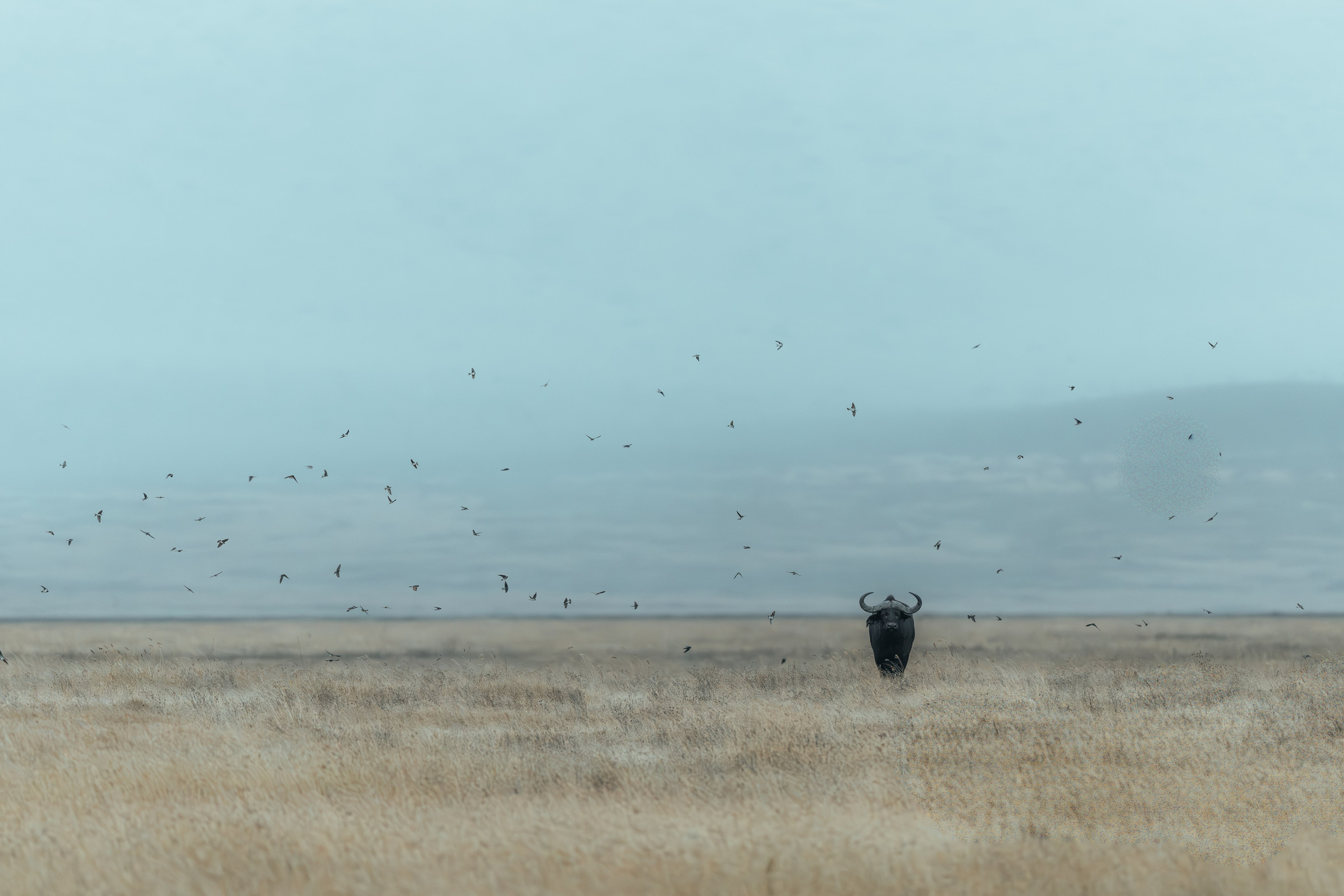 Wild Africa. Фотограф Дикой природы, пейзажа и спорта. Pavel Che
