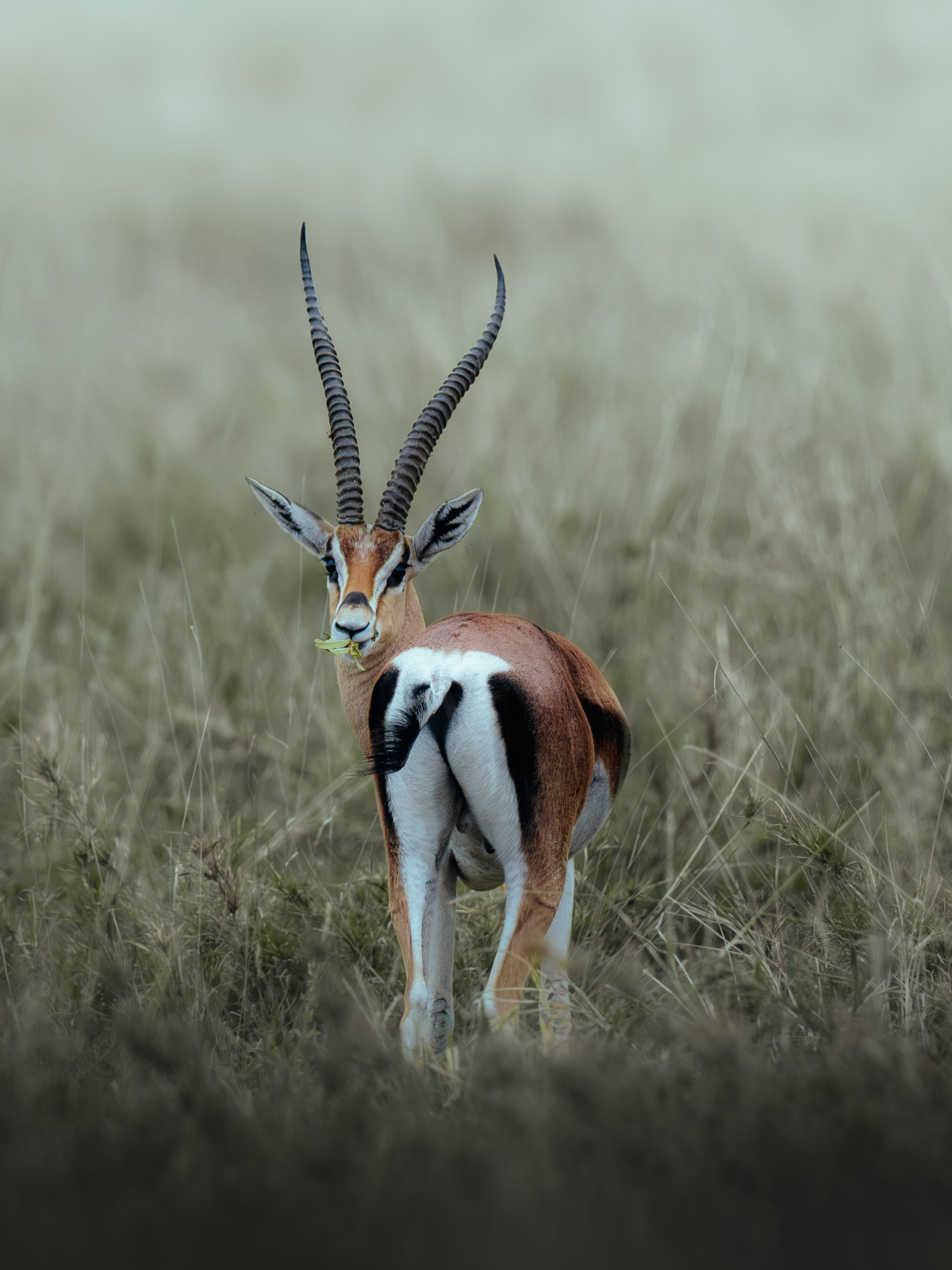 Wild Africa. Фотограф Дикой природы, пейзажа и спорта. Pavel Che