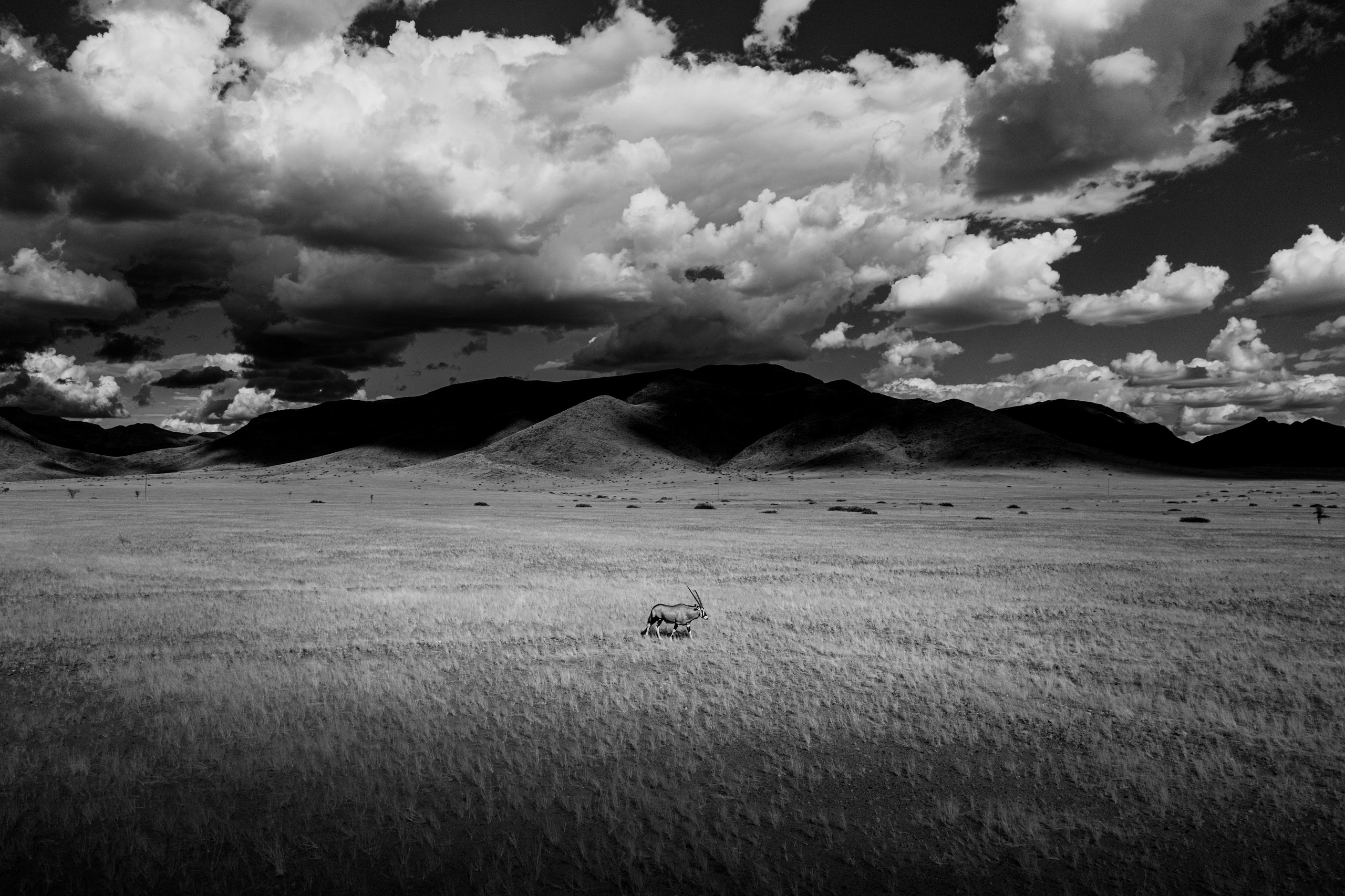 Wildlife in black and white. Фотограф Дикой природы, пейзажа и спорта. Pavel Che
