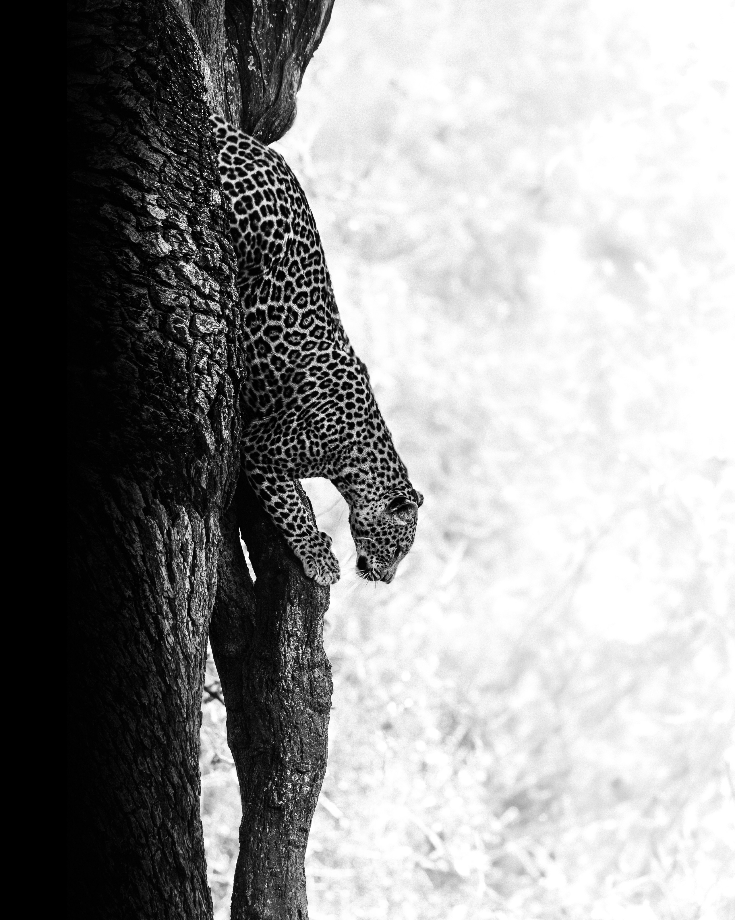 Wildlife in black and white. Фотограф Дикой природы, пейзажа и спорта. Pavel Che