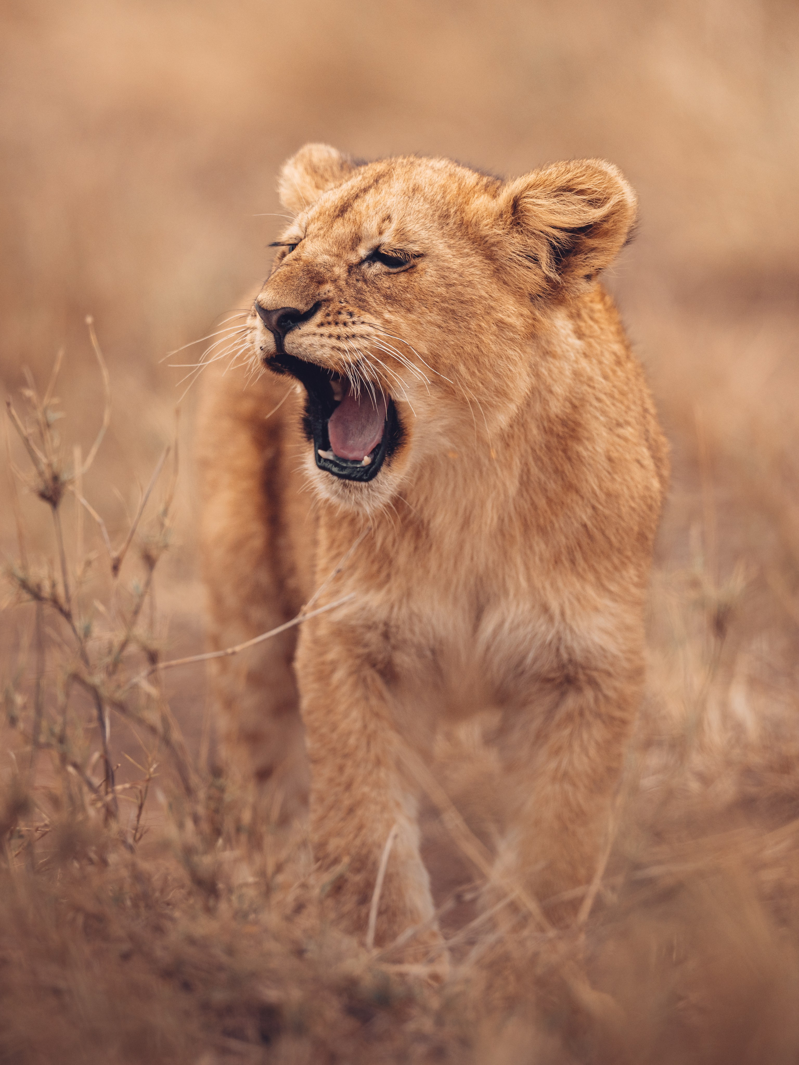 Wild Africa. Фотограф Дикой природы, пейзажа и спорта. Pavel Che