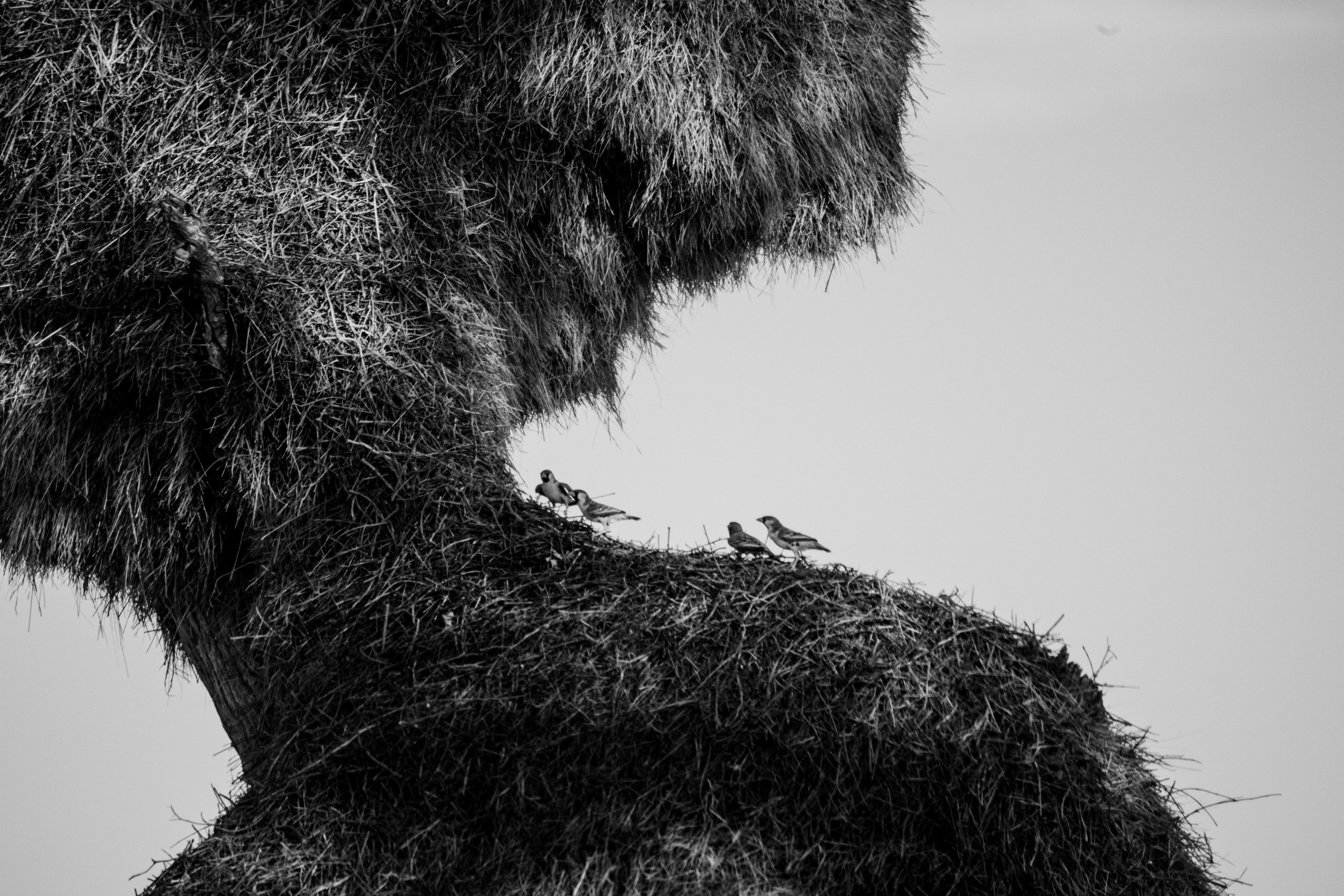 Wildlife in black and white. Фотограф Дикой природы, пейзажа и спорта. Pavel Che