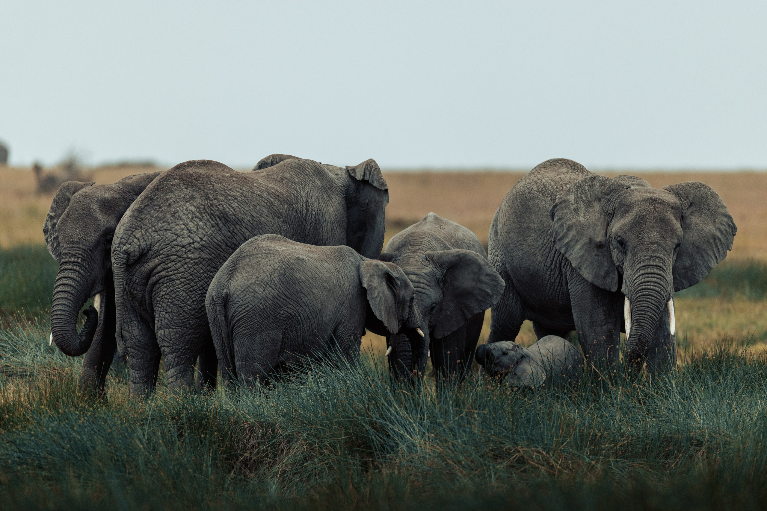 Wild Africa. Фотограф Дикой природы, пейзажа и спорта. Pavel Che