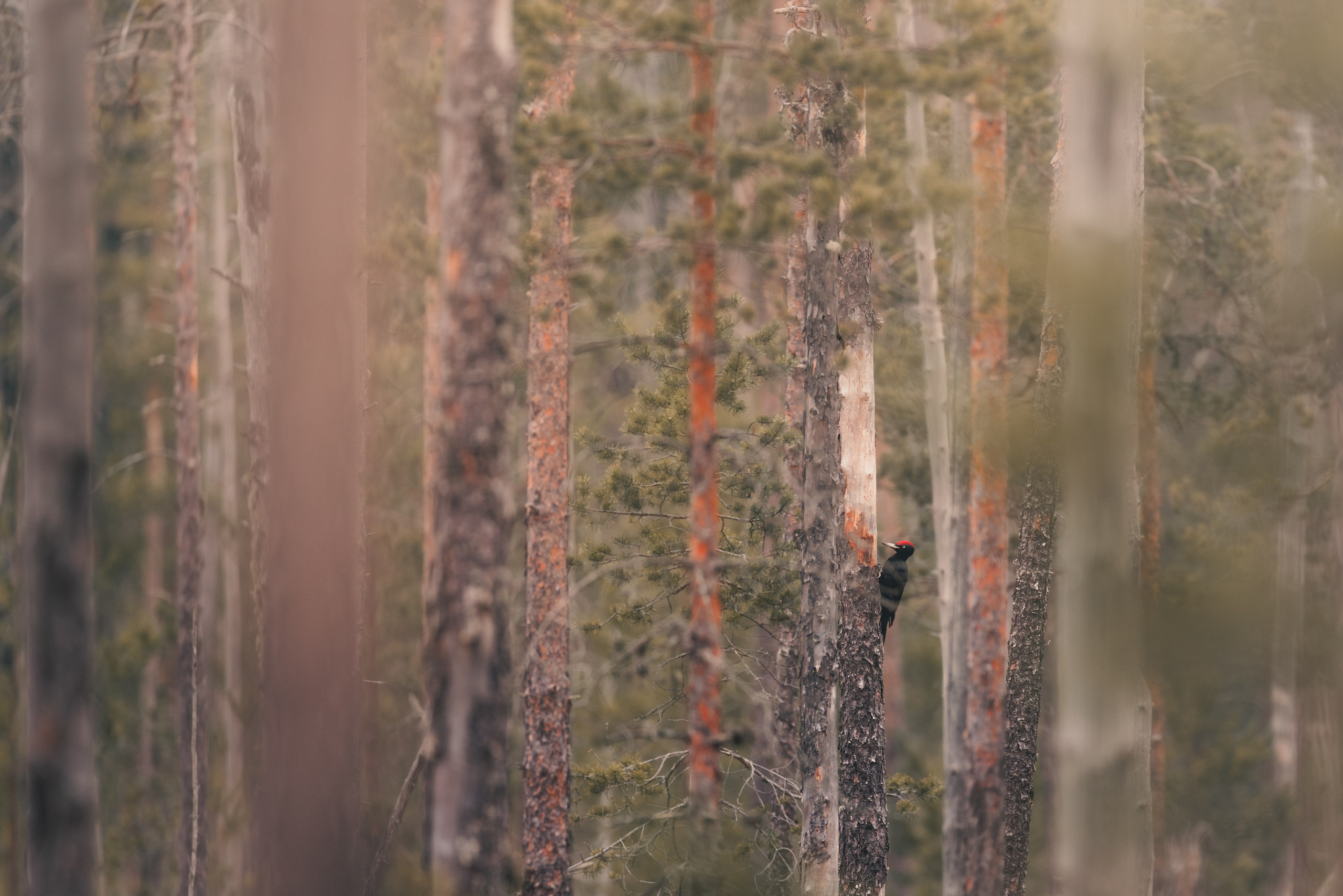 Wild Russia. Фотограф Дикой природы, пейзажа и спорта. Pavel Che