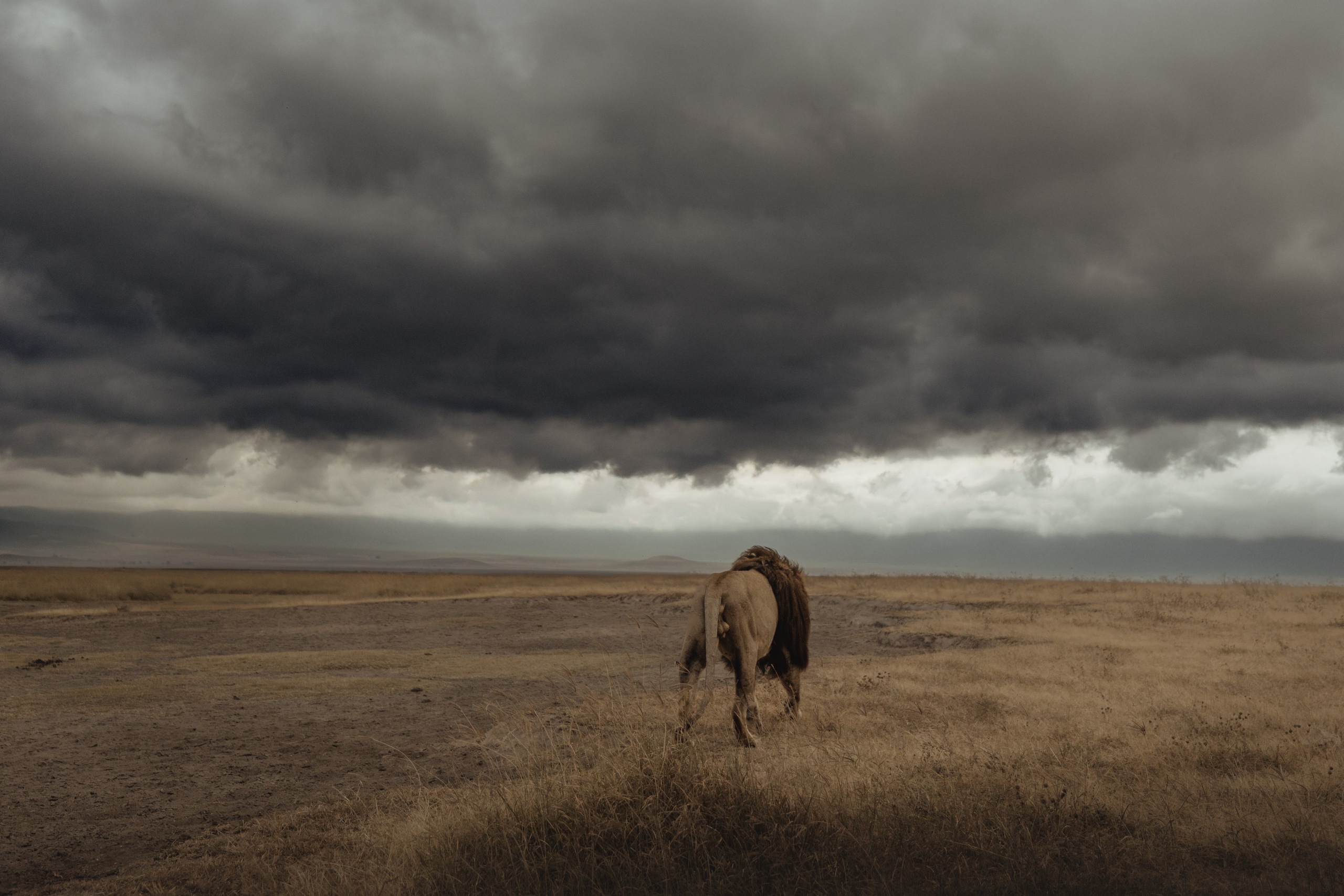 Wild Africa. Фотограф Дикой природы, пейзажа и спорта. Pavel Che