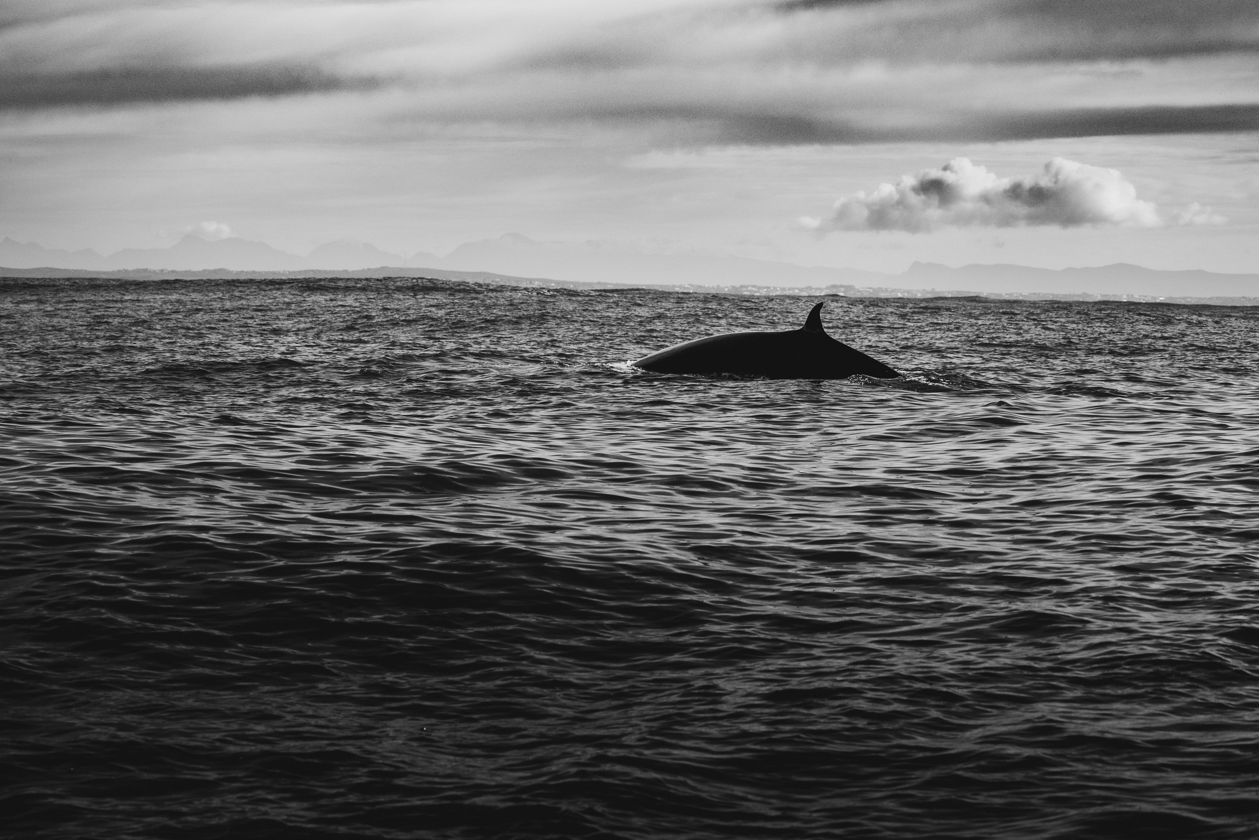 Wildlife in black and white. Фотограф Дикой природы, пейзажа и спорта. Pavel Che