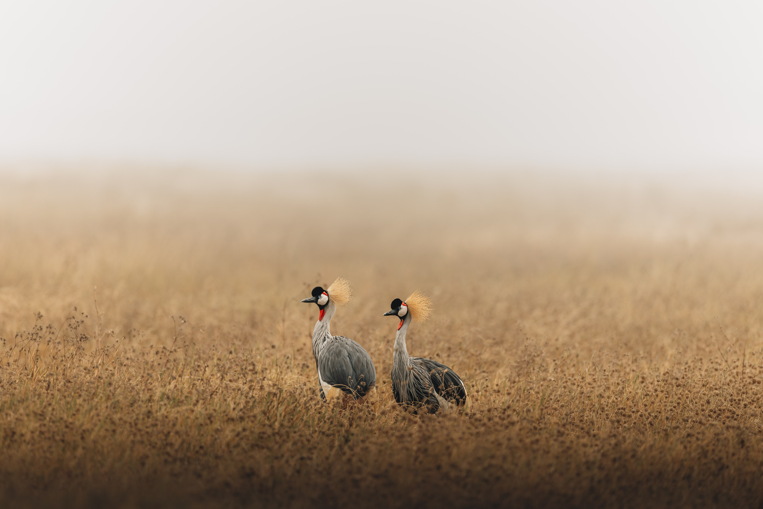 Wild Africa. Фотограф Дикой природы, пейзажа и спорта. Pavel Che