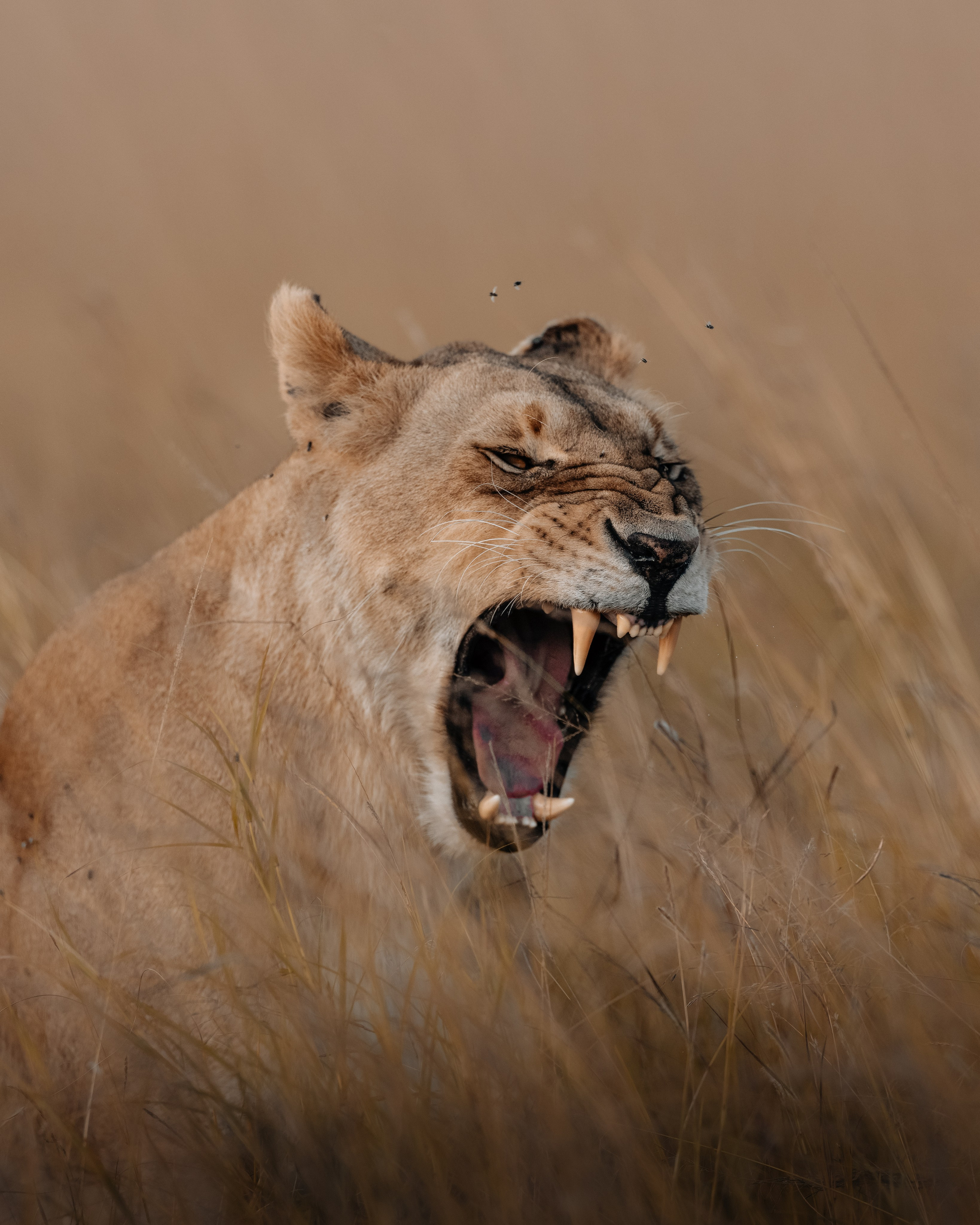 Wild Africa. Фотограф Дикой природы, пейзажа и спорта. Pavel Che