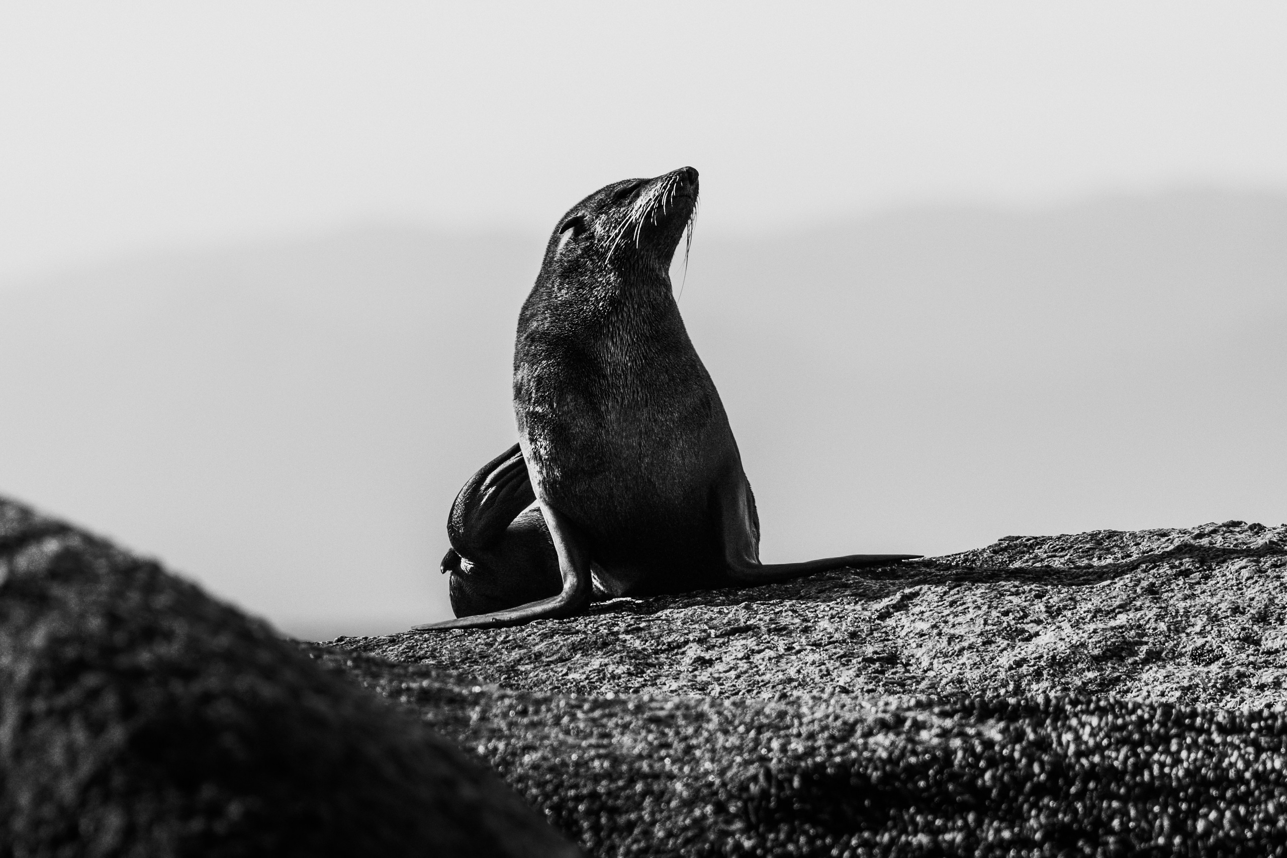 Wildlife in black and white. Фотограф Дикой природы, пейзажа и спорта. Pavel Che
