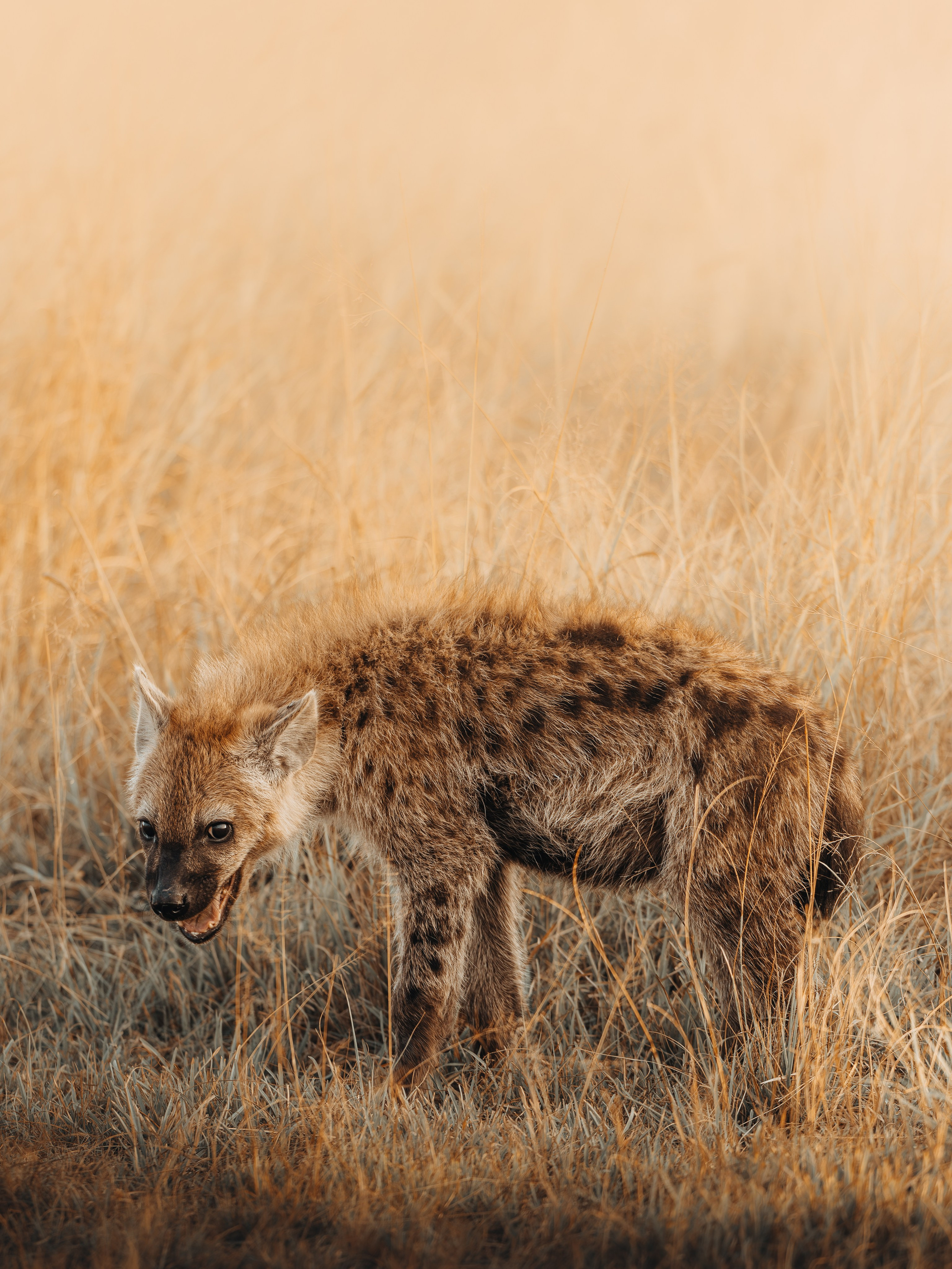 Wild Africa. Фотограф Дикой природы, пейзажа и спорта. Pavel Che