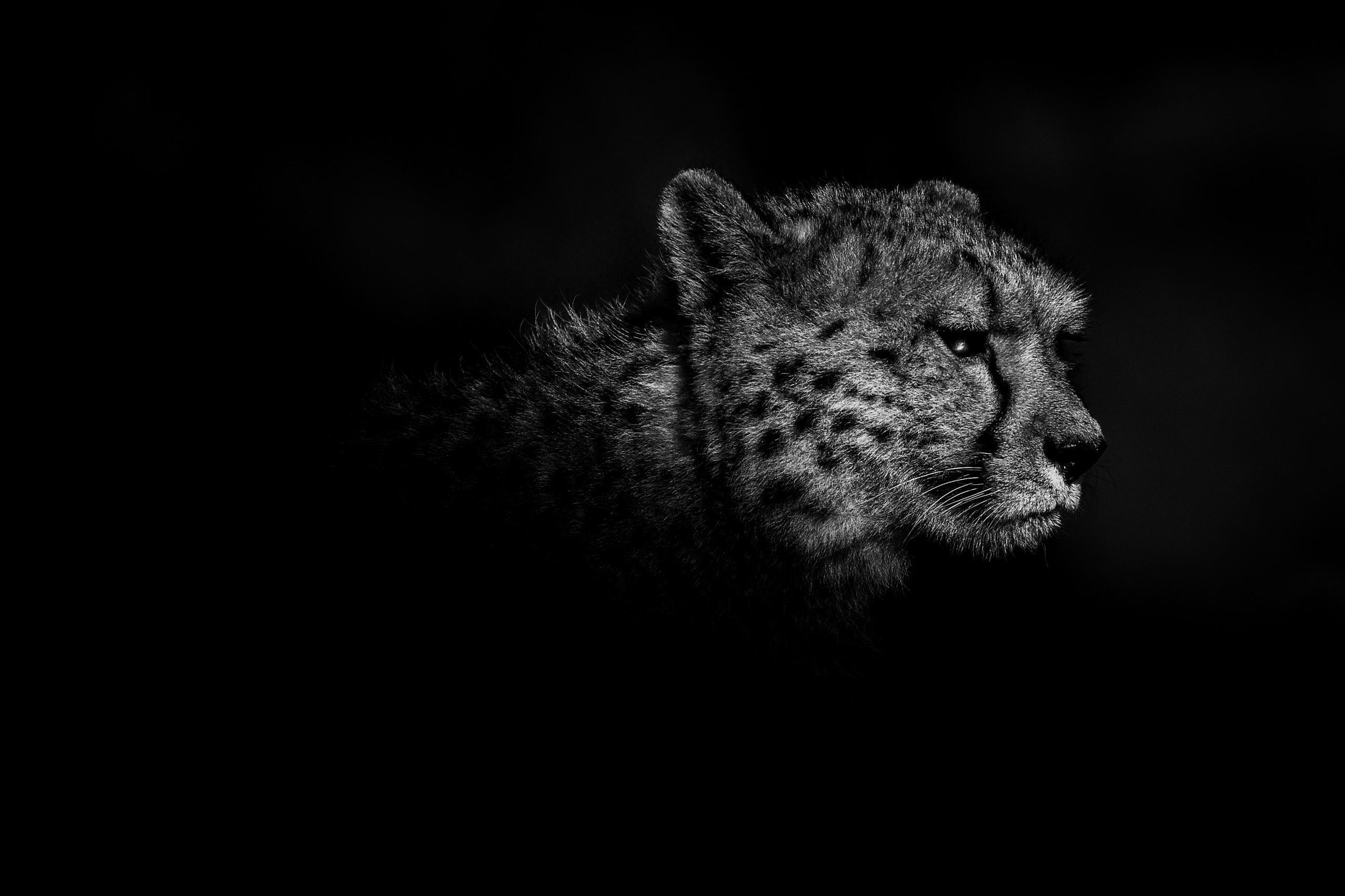 Wildlife in black and white. Фотограф Дикой природы, пейзажа и спорта. Pavel Che