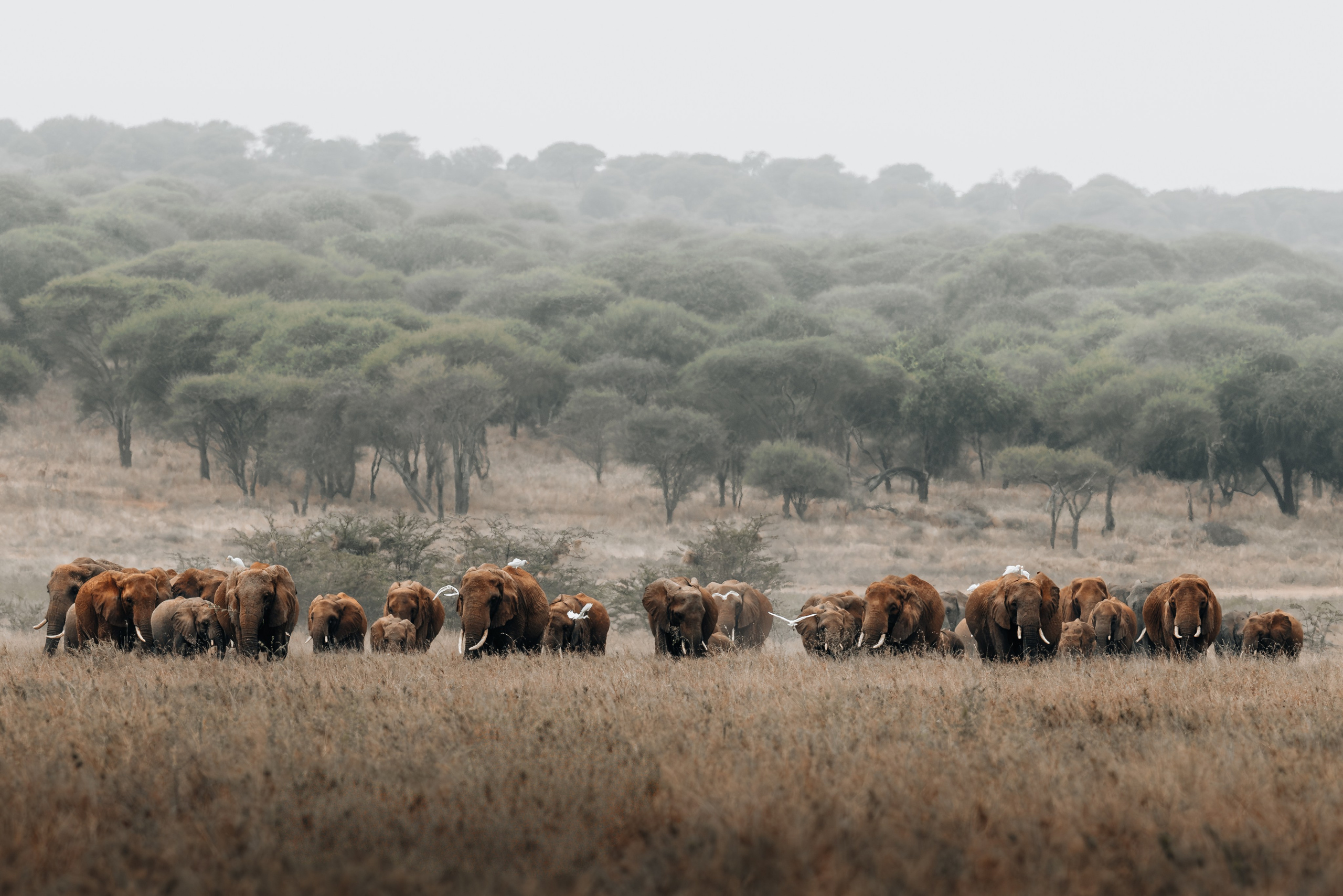 Wild Africa. Фотограф Дикой природы, пейзажа и спорта. Pavel Che