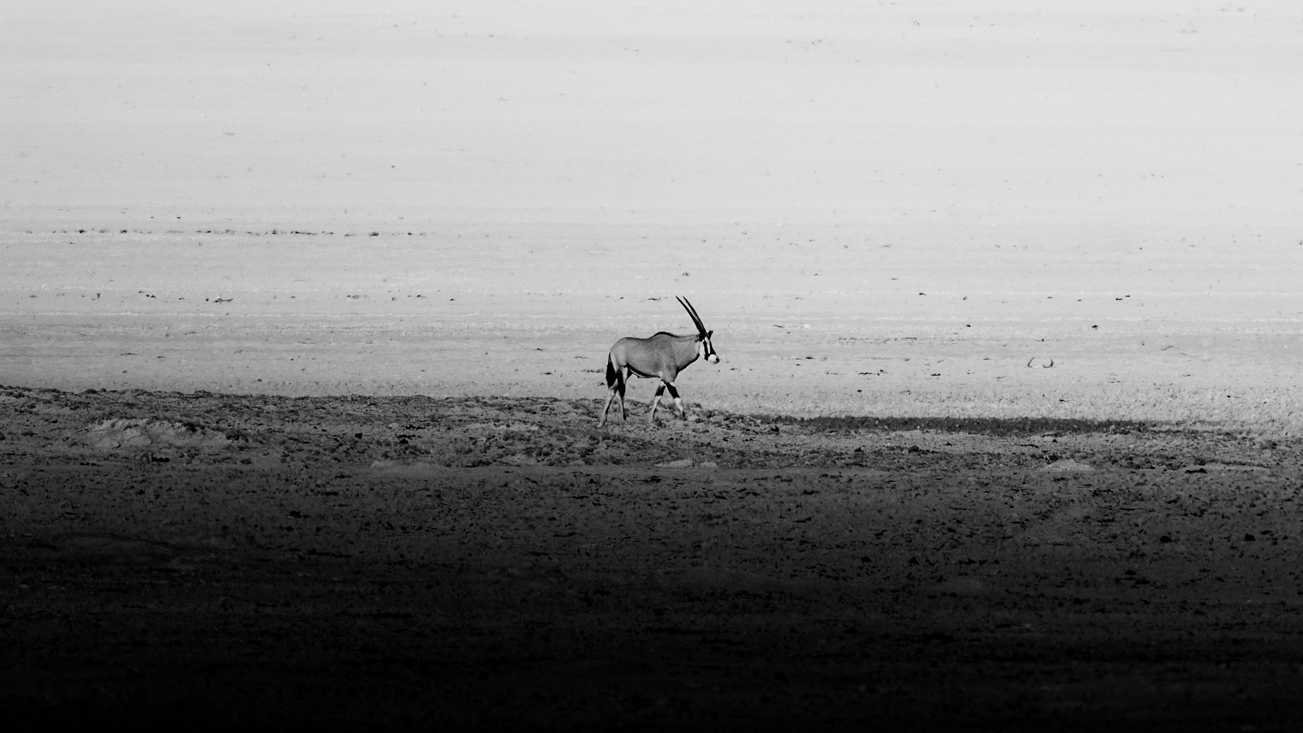 Wildlife in black and white. Фотограф Дикой природы, пейзажа и спорта. Pavel Che