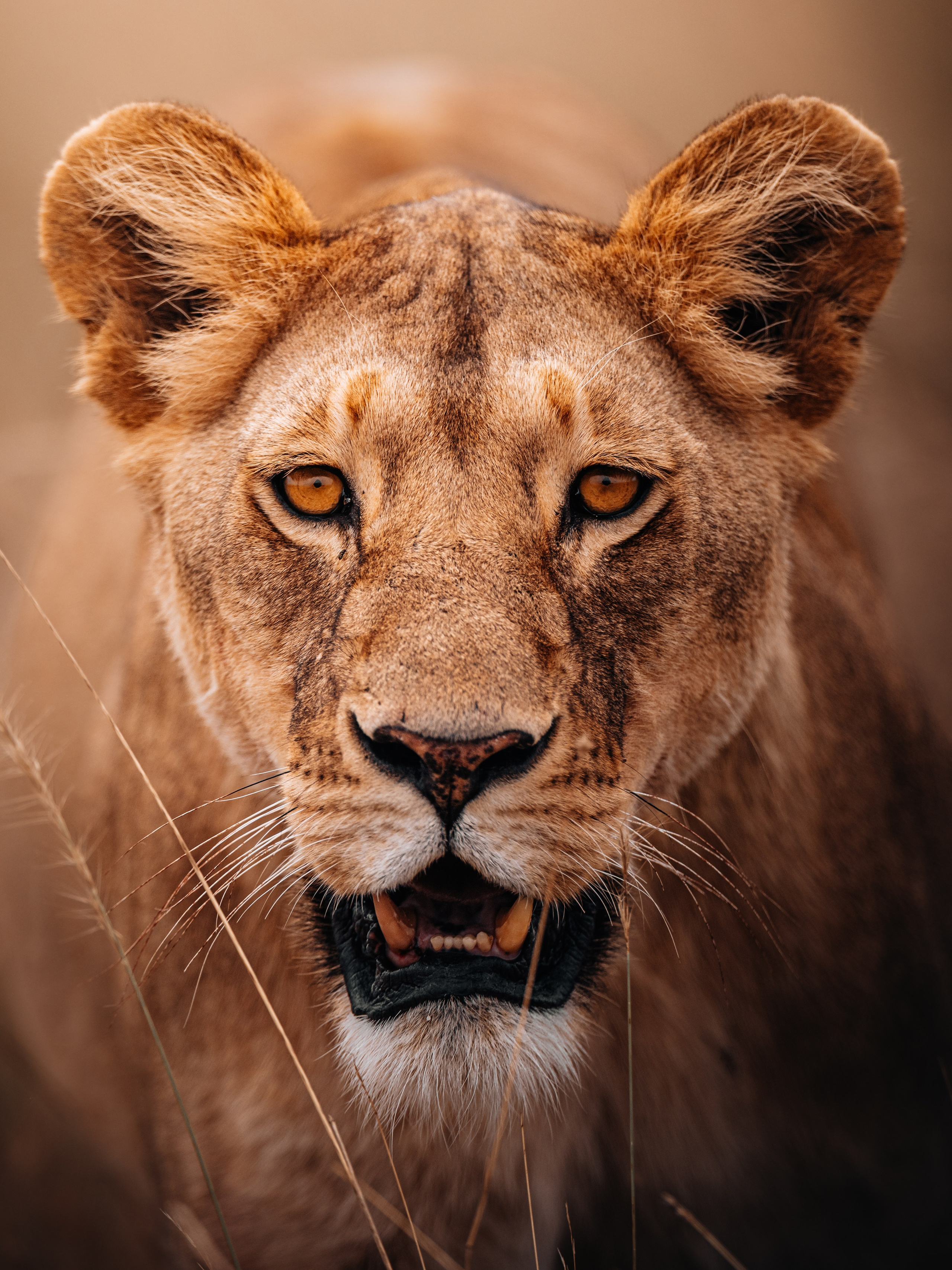 Wild Africa. Фотограф Дикой природы, пейзажа и спорта. Pavel Che