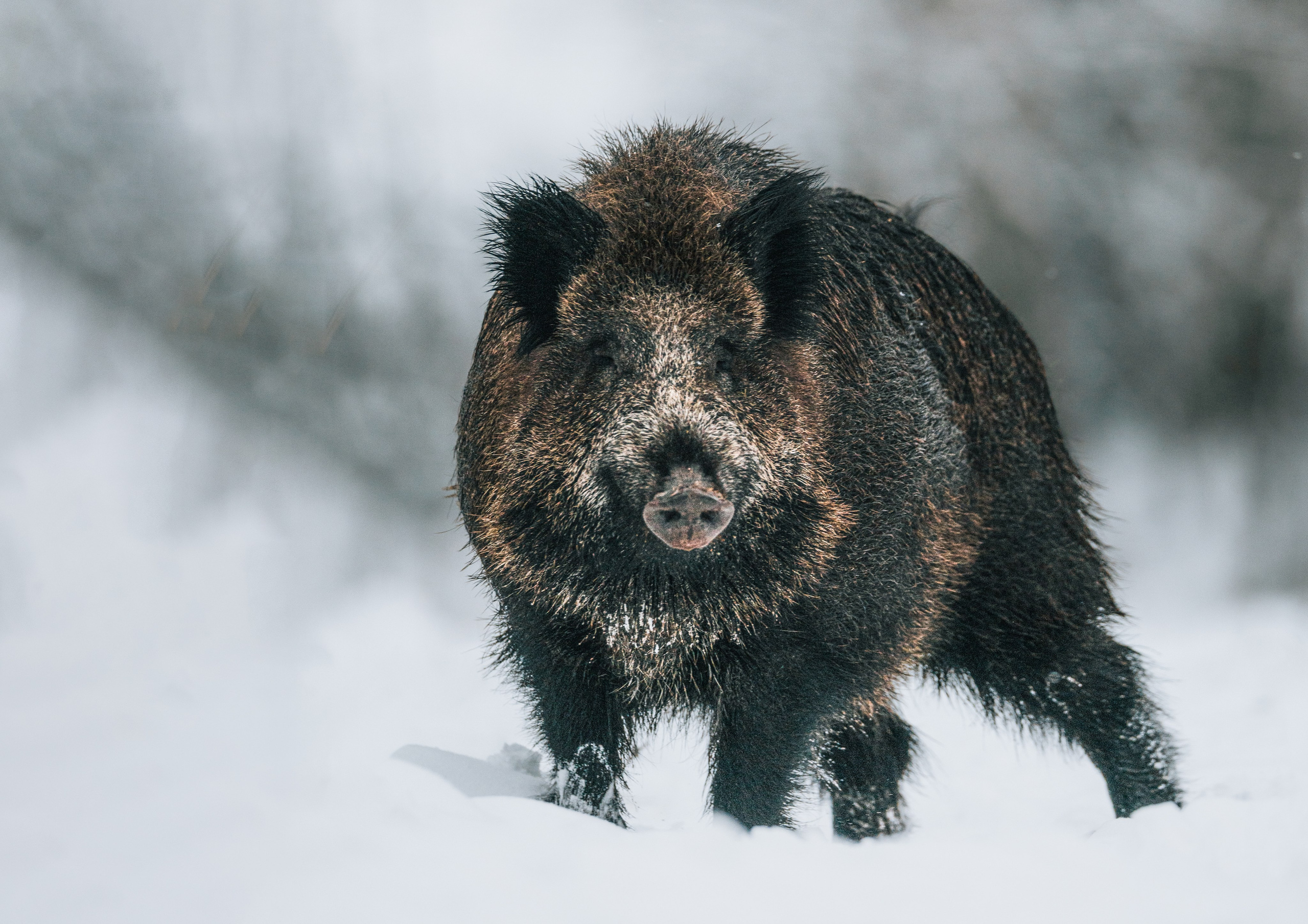 Wild Russia. Фотограф Дикой природы, пейзажа и спорта. Pavel Che