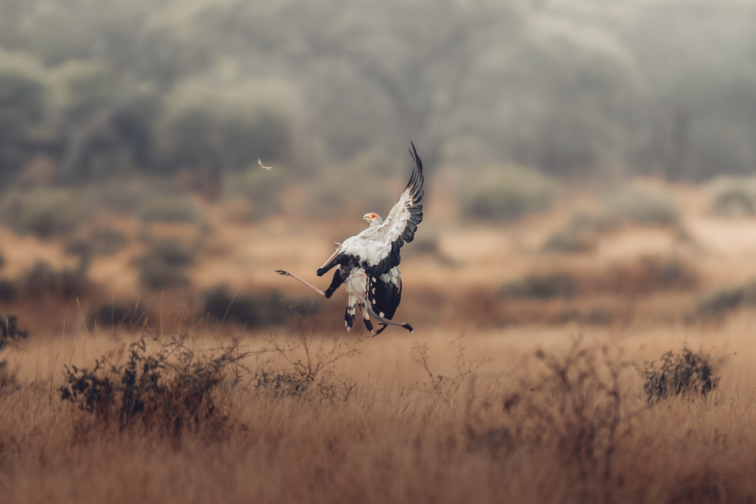 Wild Africa. Фотограф Дикой природы, пейзажа и спорта. Pavel Che