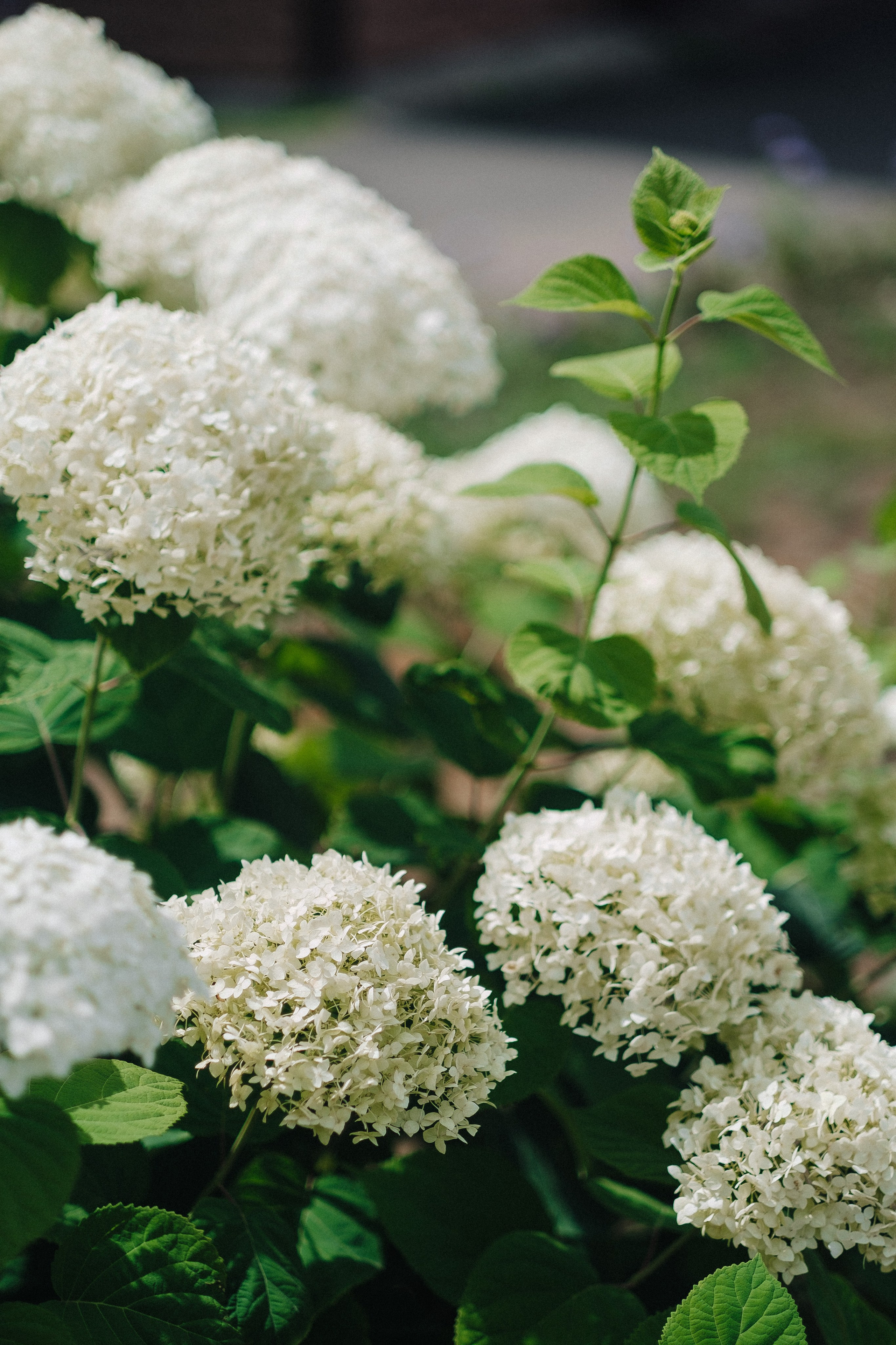 Вячеслав & Юлия. Свадебный и семейный фотограф в Казани и Зеленодольске Ланочкин Илья