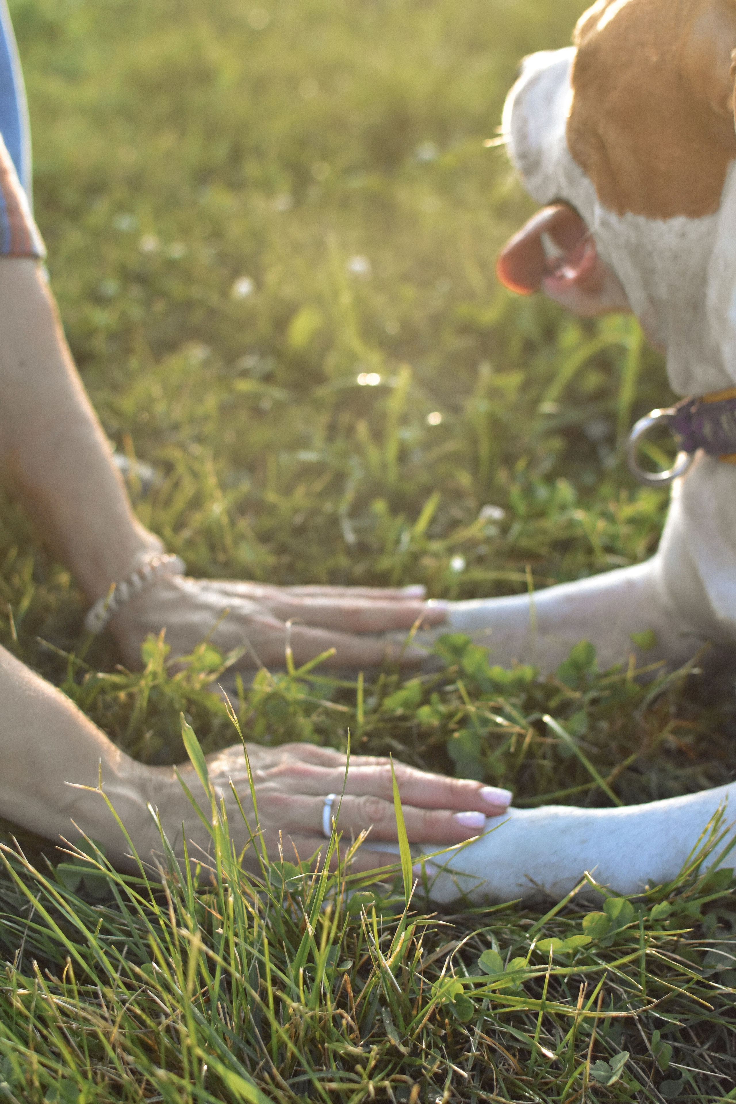 Стив, Стеша и Маша. Фотограф-анималист Ксения Шевцова|Москва