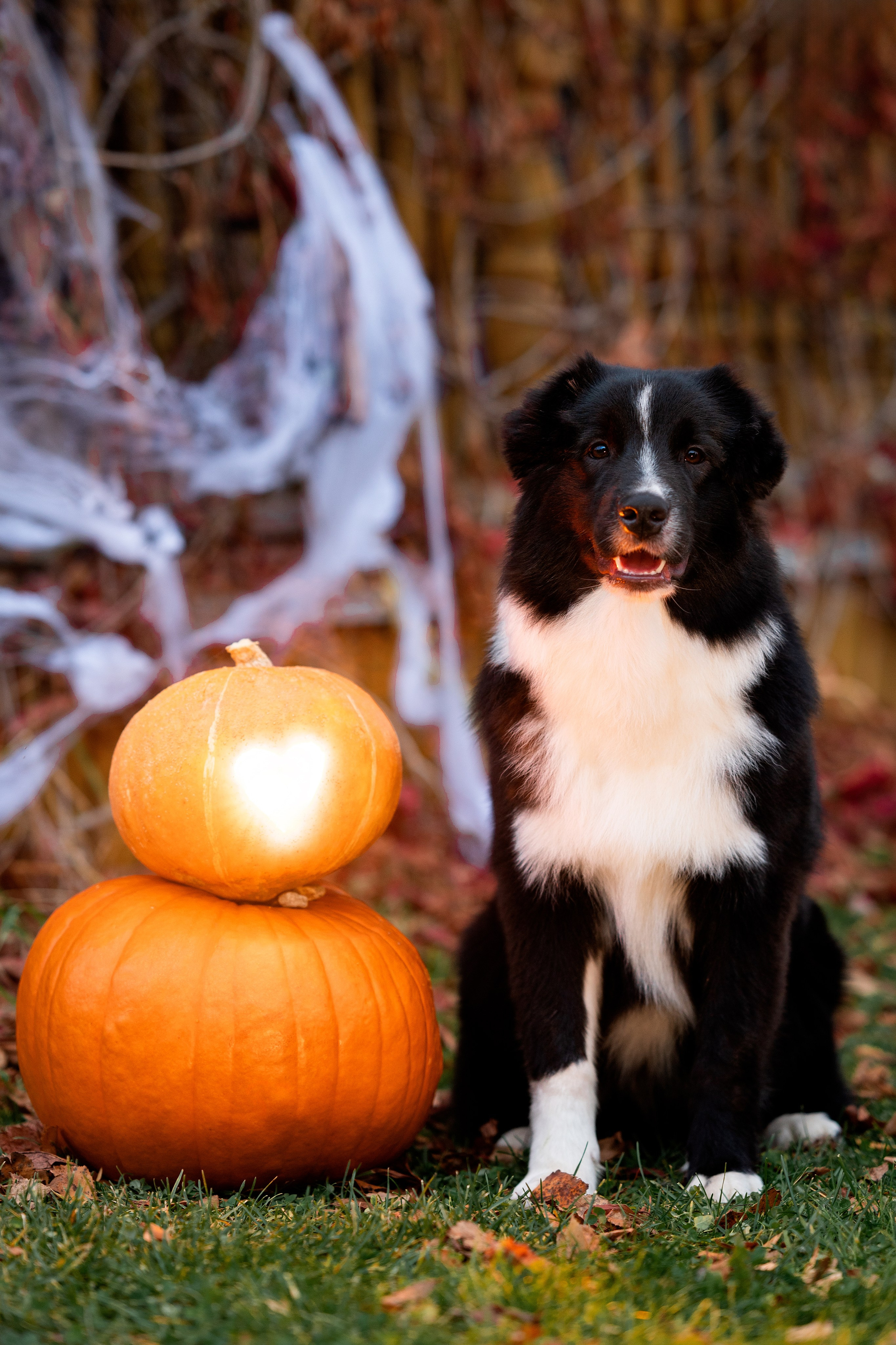 Halloween. Творческий фотограф Вологда