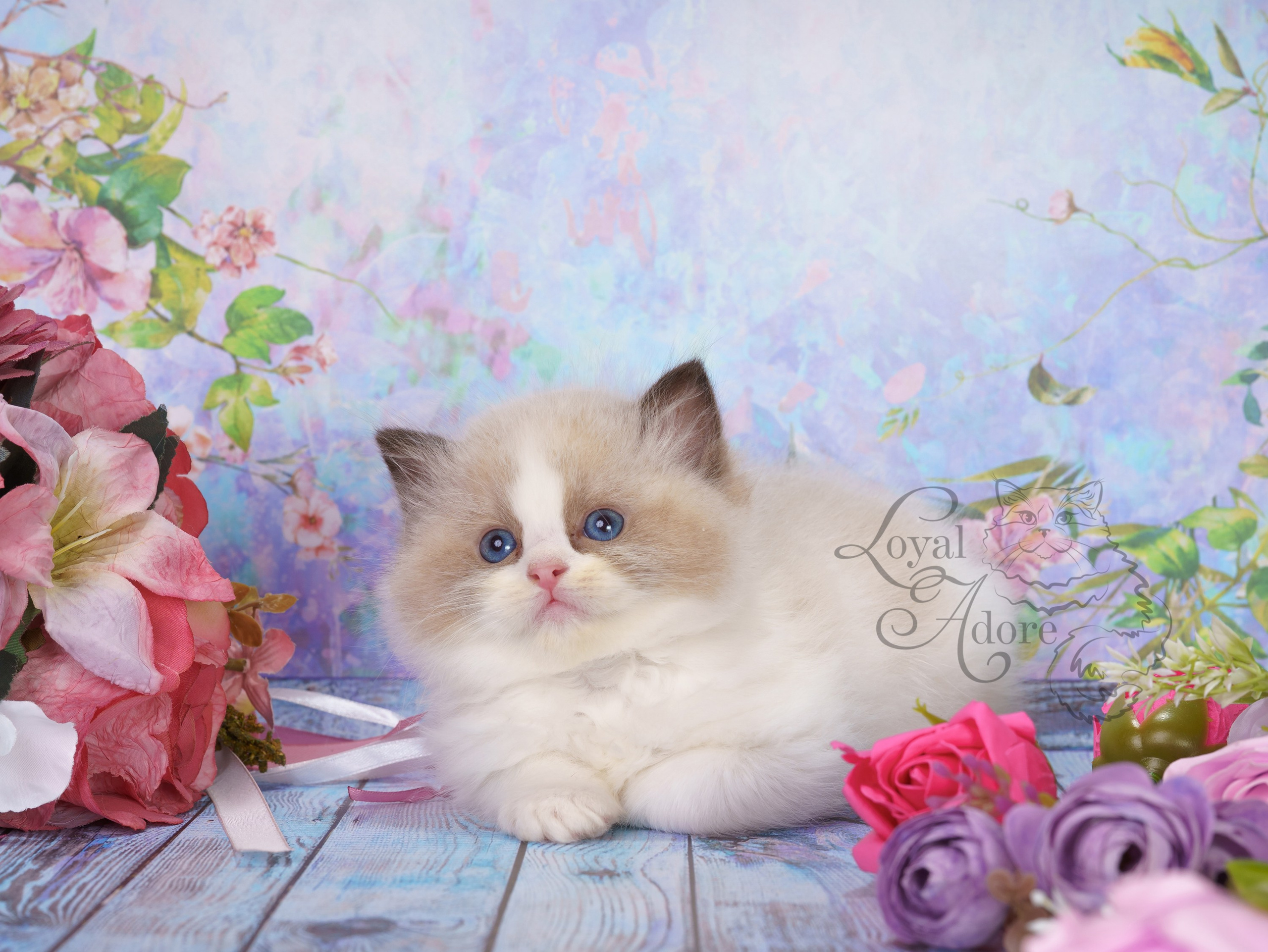 Котята рэгдолл от Loyal Adore. Питомник рэгдолл Loyal Adore