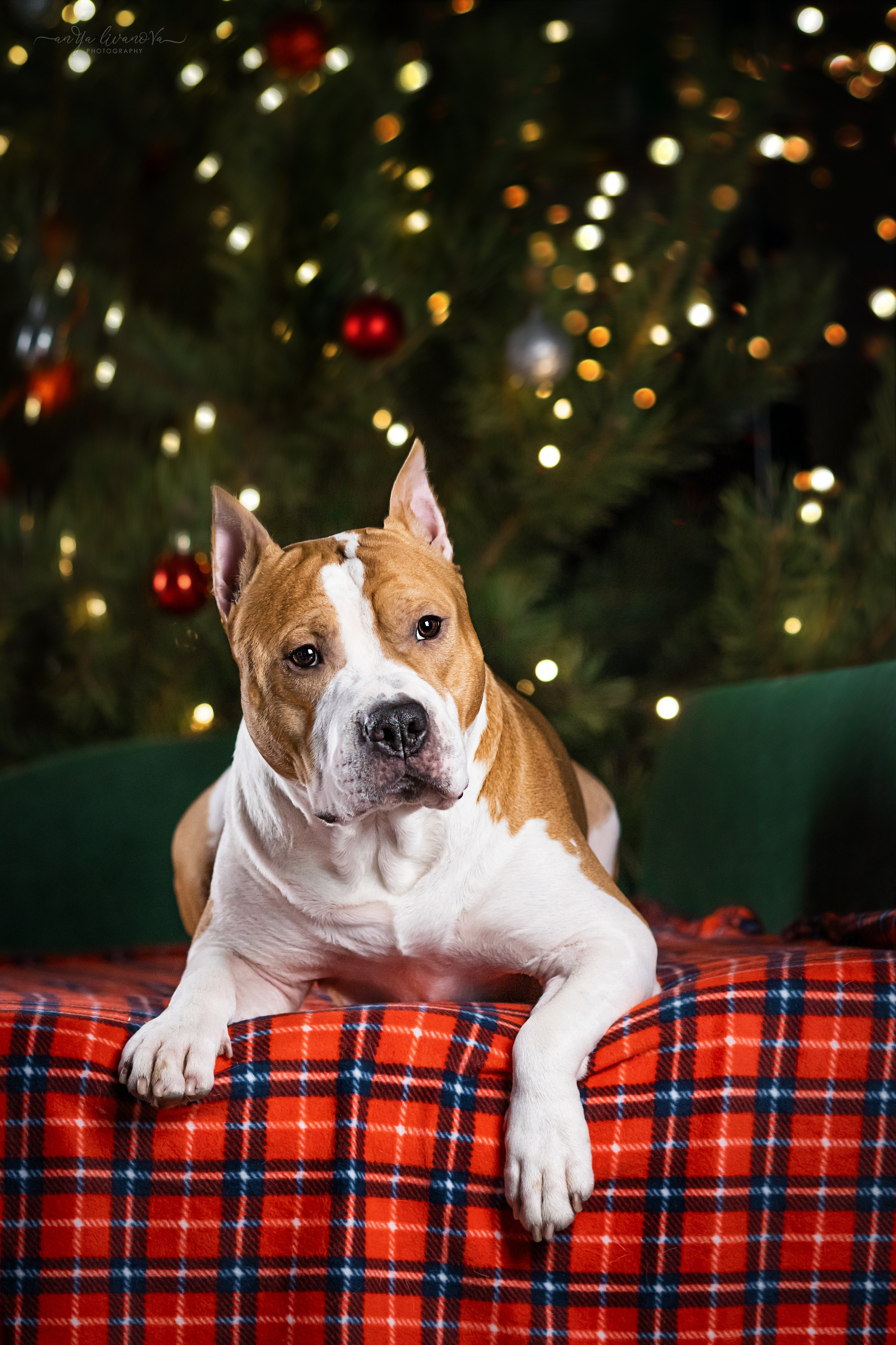 Новогодняя атмосфера в «Simply the Best». Фотограф анималист Аня Ливанова | Рыбинск