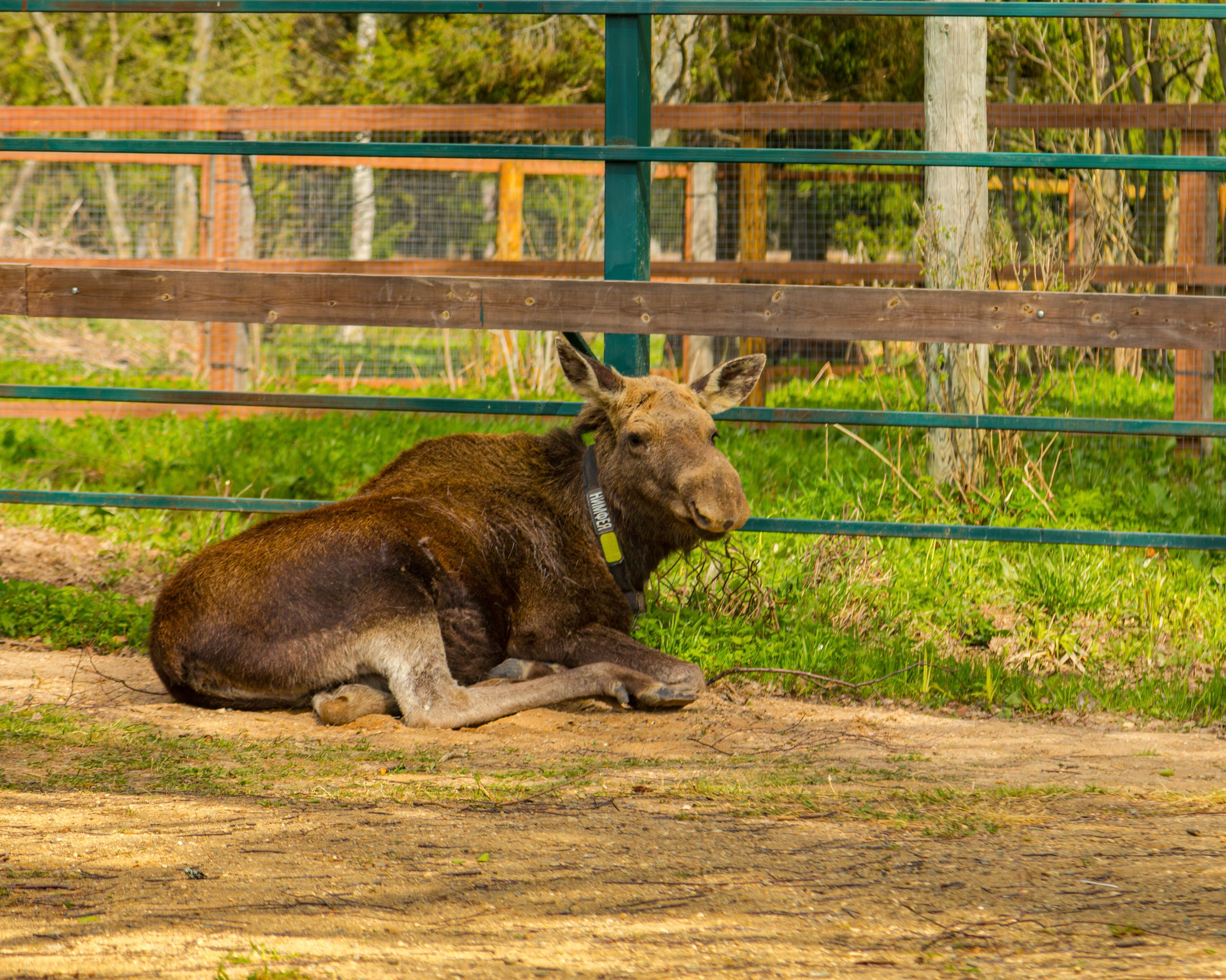 Лосеферма Сумароково. Фотограф Илья Варакин