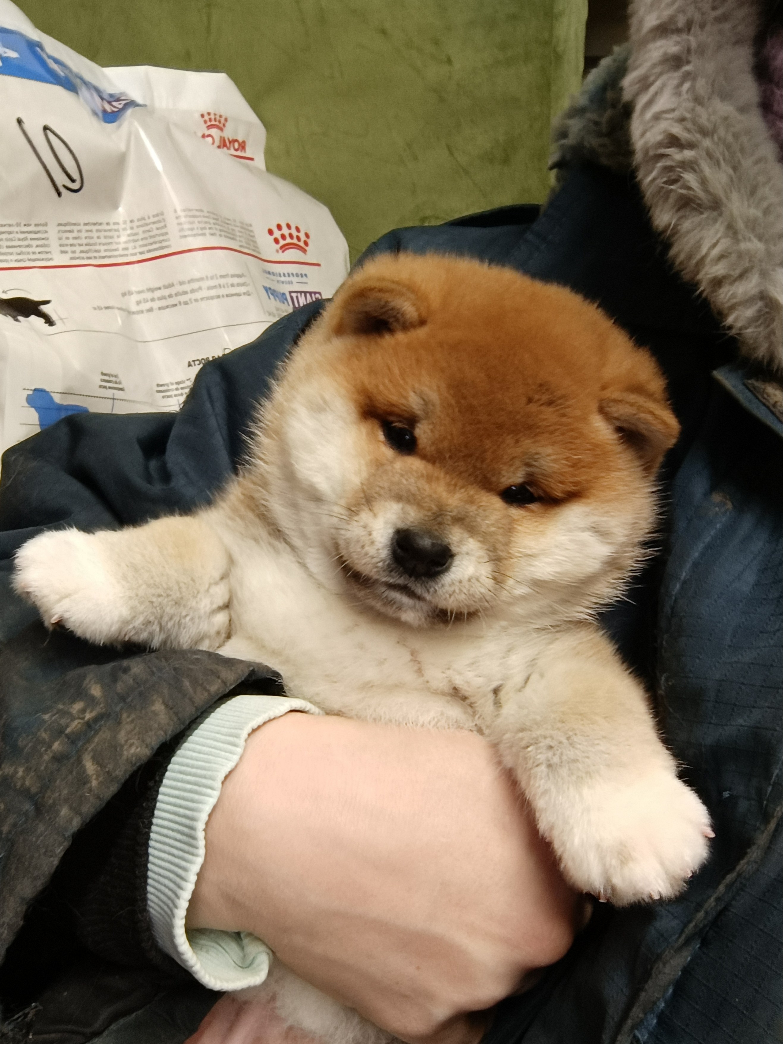 сиба питомник Рубилайт щенки на продажу rubylight  сиба щенки купить СПб Санкт-Петербург 